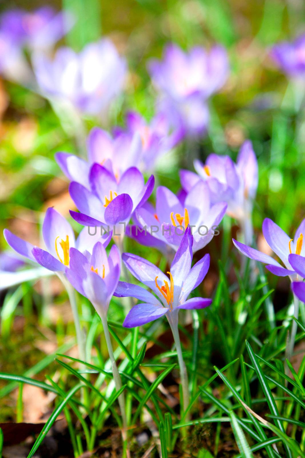 Spring purple crocus flowers  by motorolka