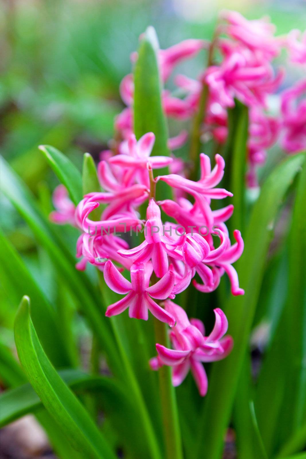 Spring blooming hyacinth in butchart gardens