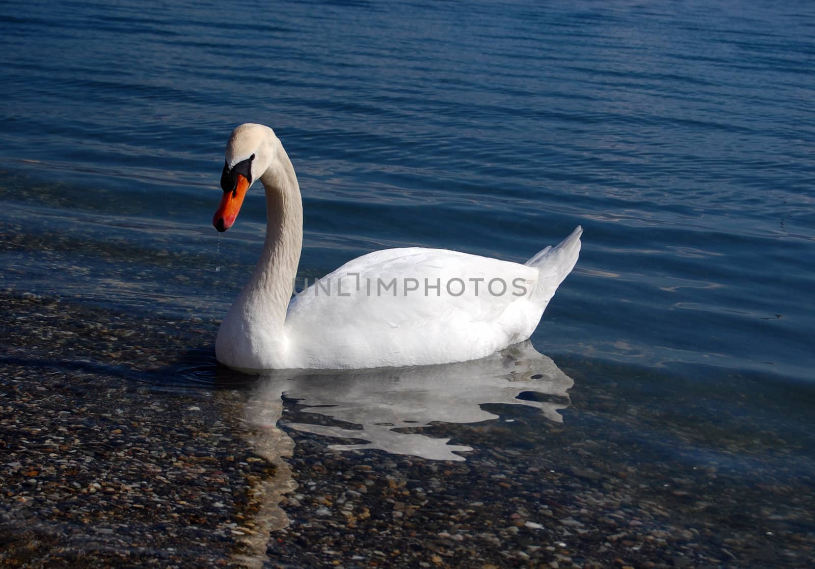 swan by nehru