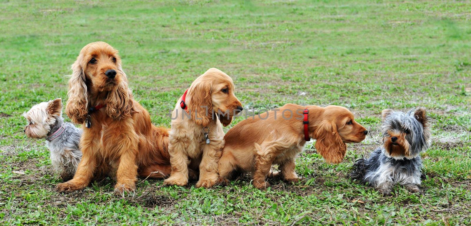 five little dogs sitting in a field