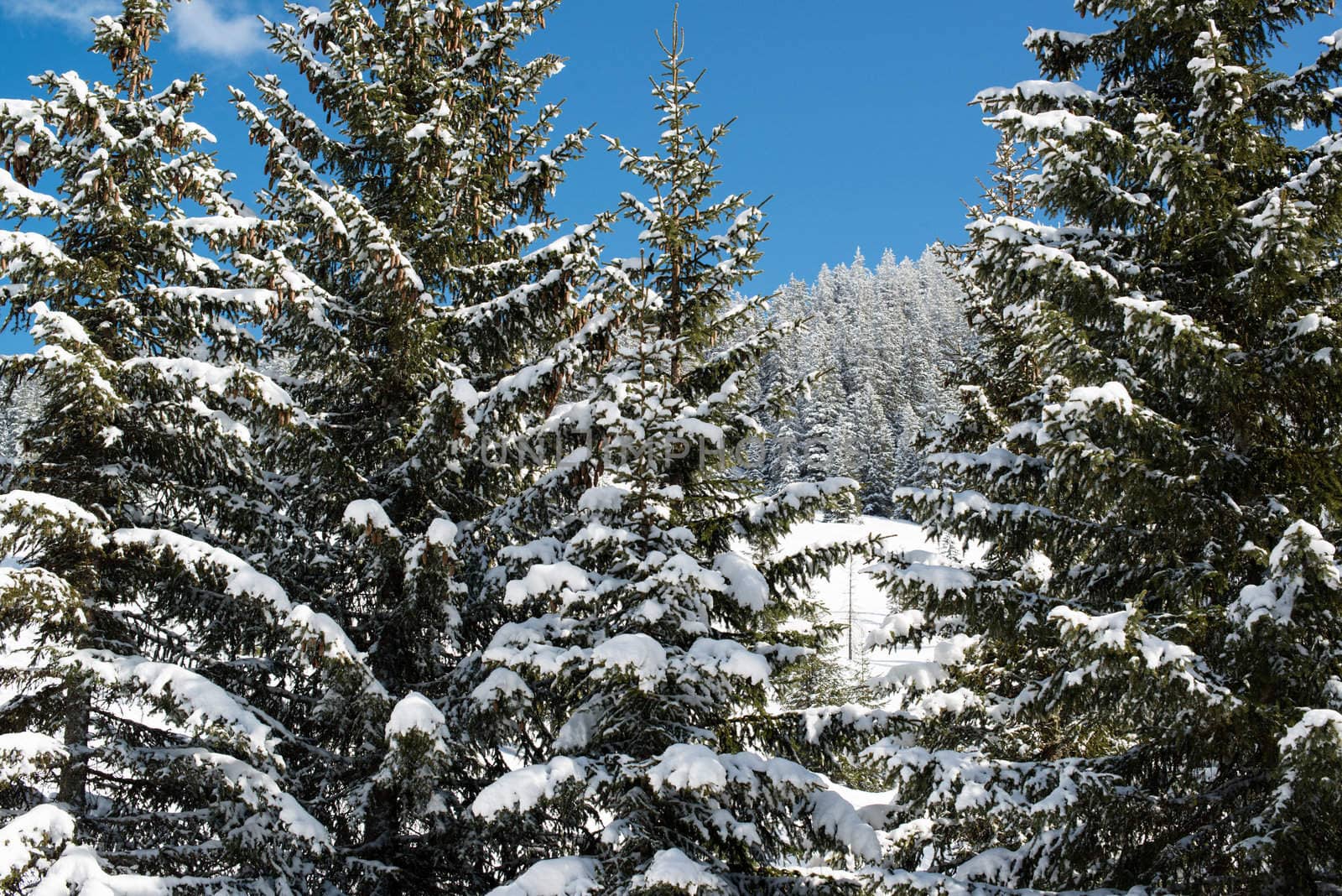 Winter pine covered with fresh snow in the Montafon skiing region