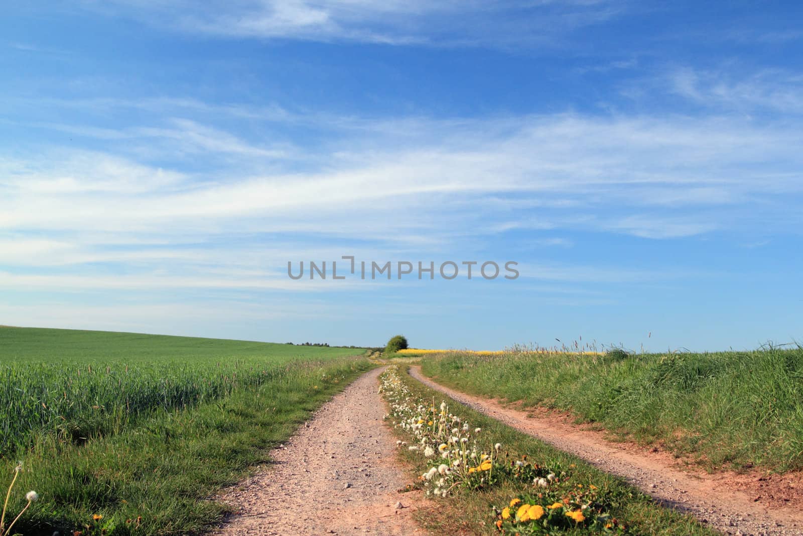 rural spring landscape by derausdo