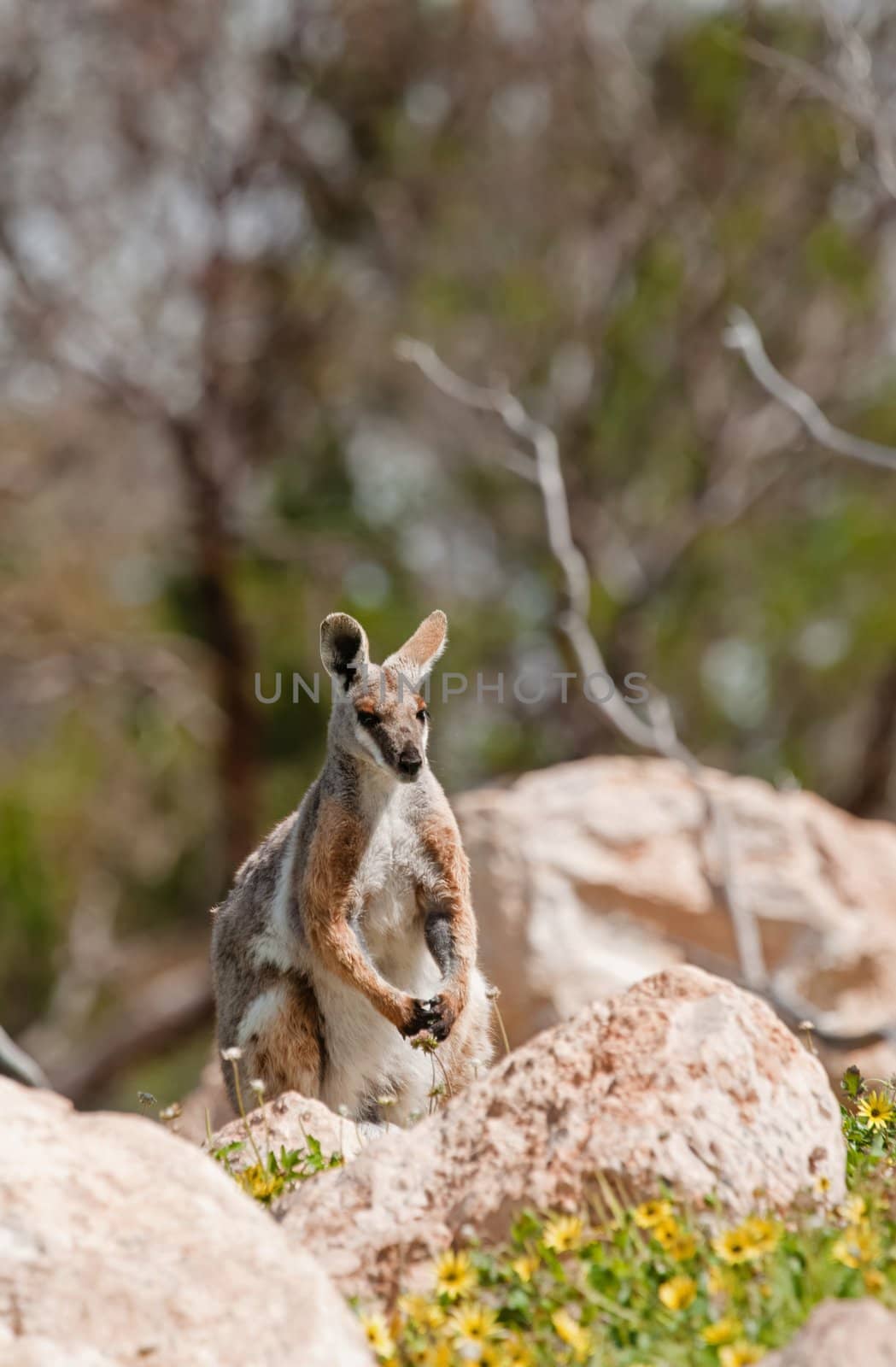 yellow footed rock wallaby by clearviewstock