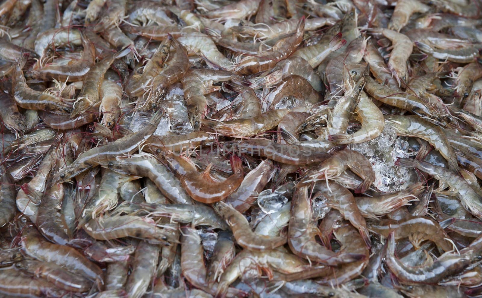 fresh shrimps or prawns by clearviewstock