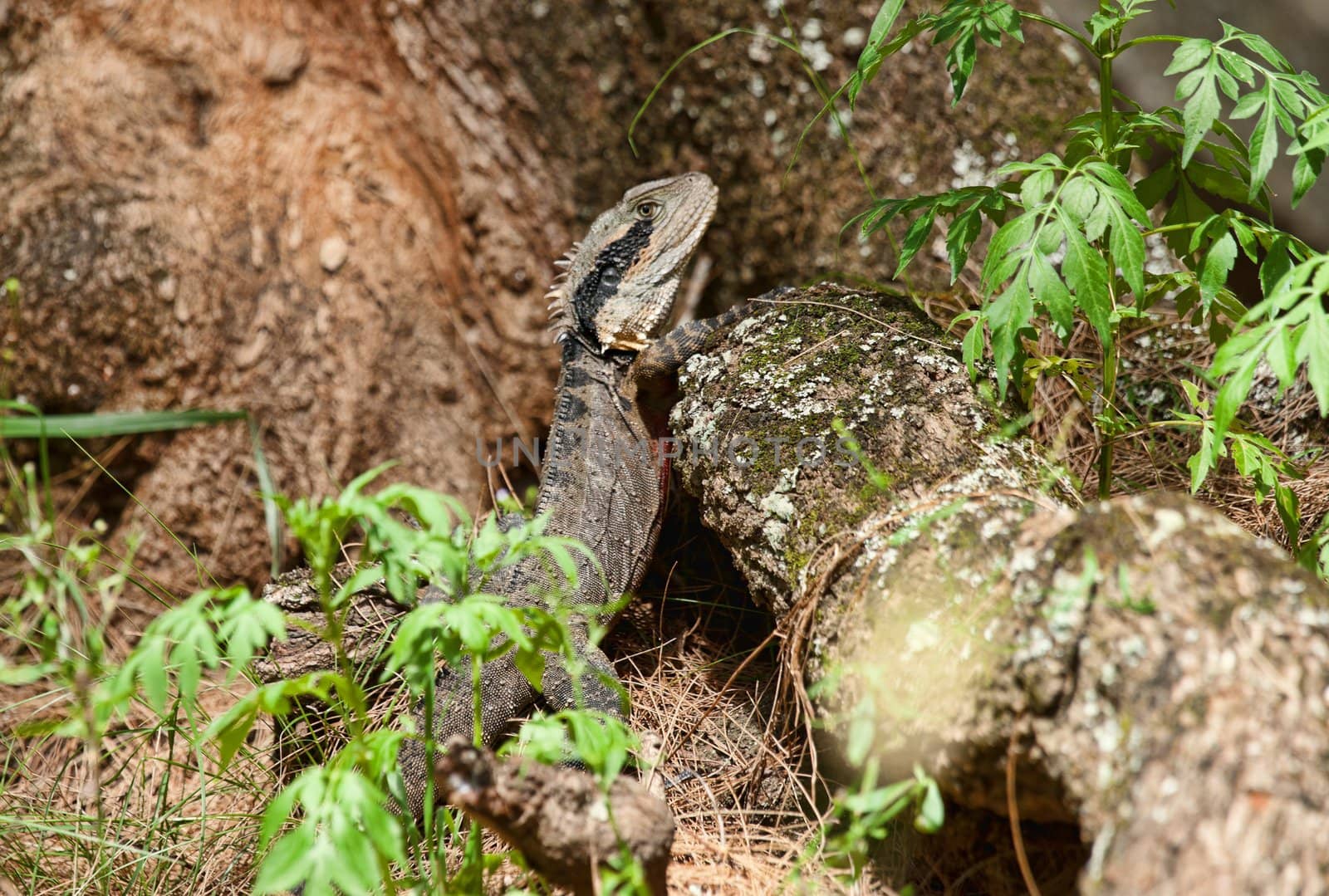 eastern water dragon lizard by clearviewstock