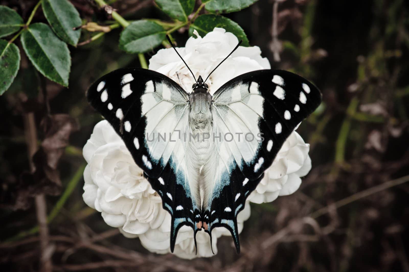 butterfly on a rose flower by clearviewstock