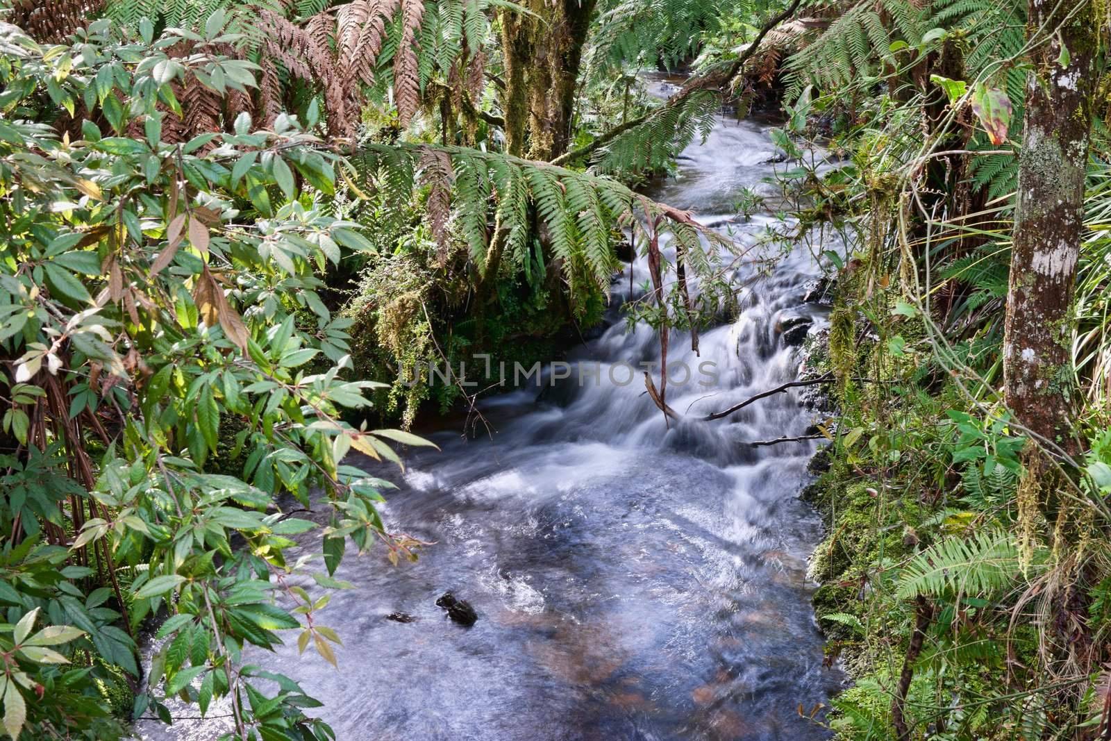 beautiful little stream or river going through the rainforest