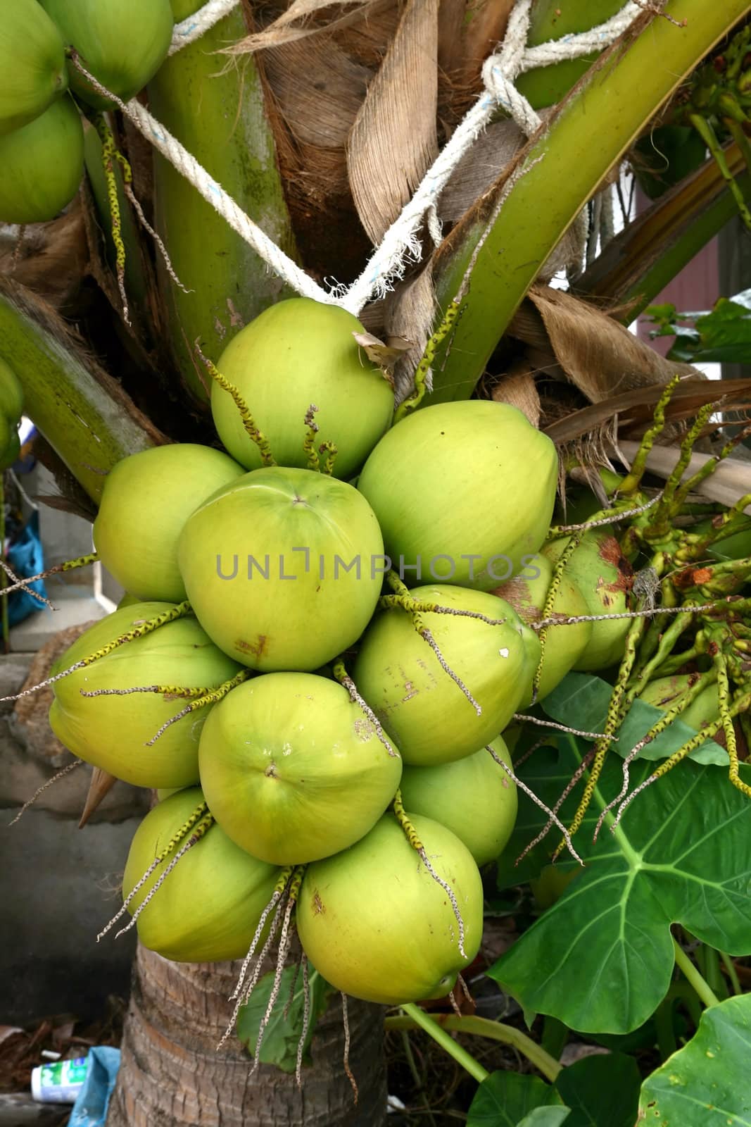 Coconut Tree, Closeup