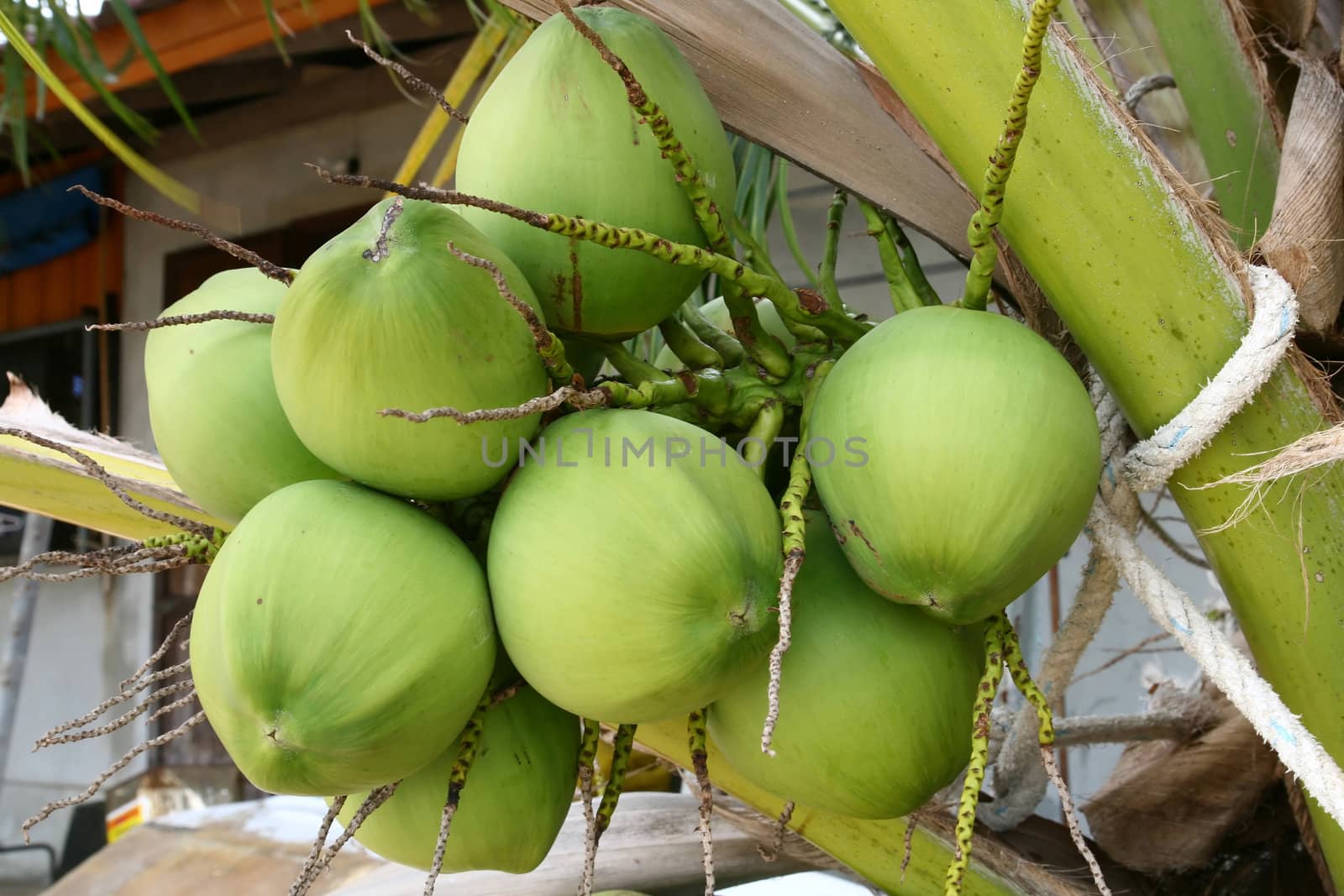 closeup of tropical coconut fruit tree
