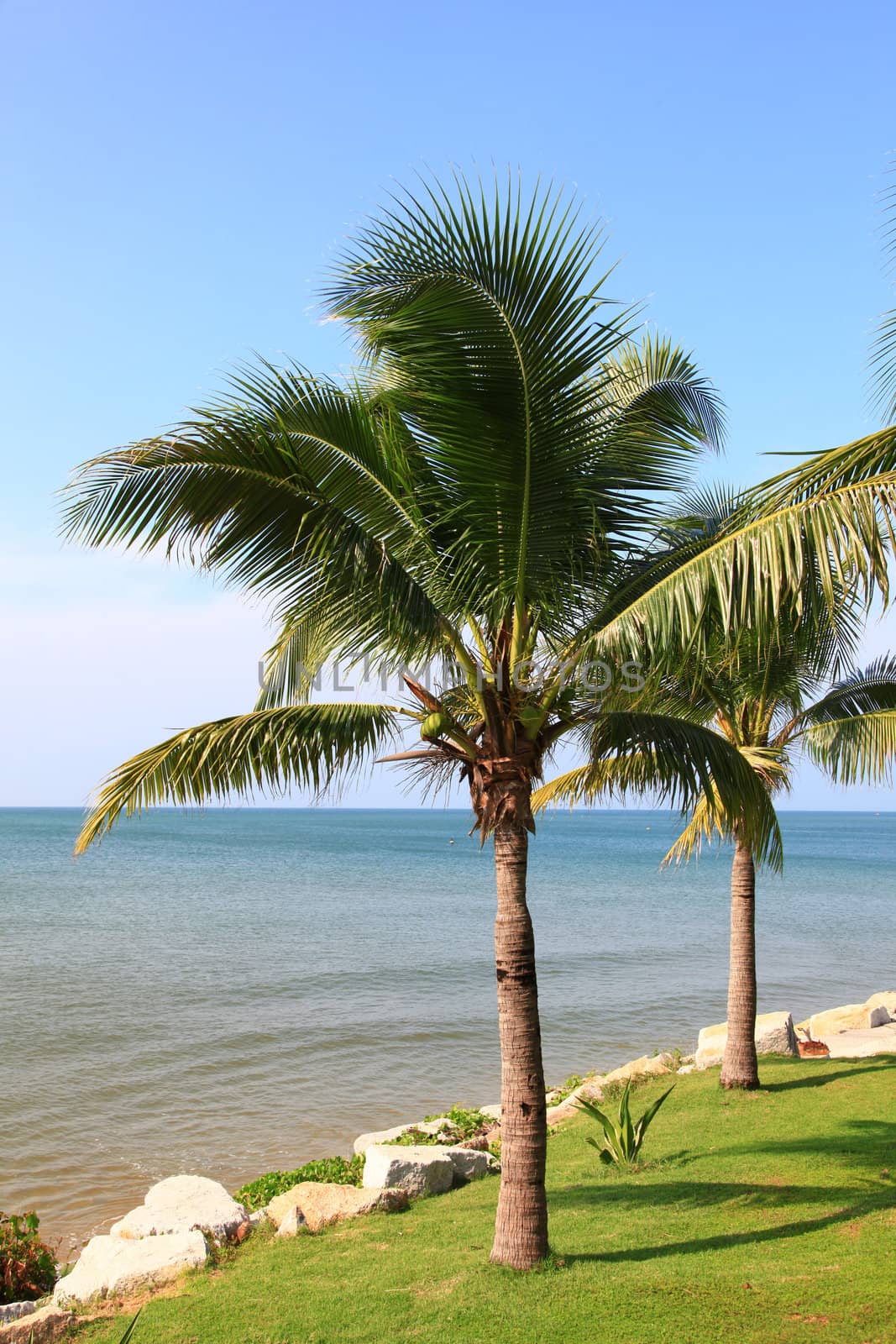 tropical coconut tree at beach