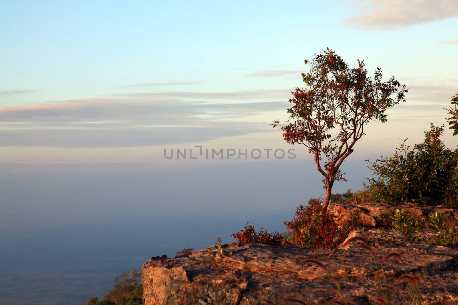 lonely tree with beautiful sunset on cliff