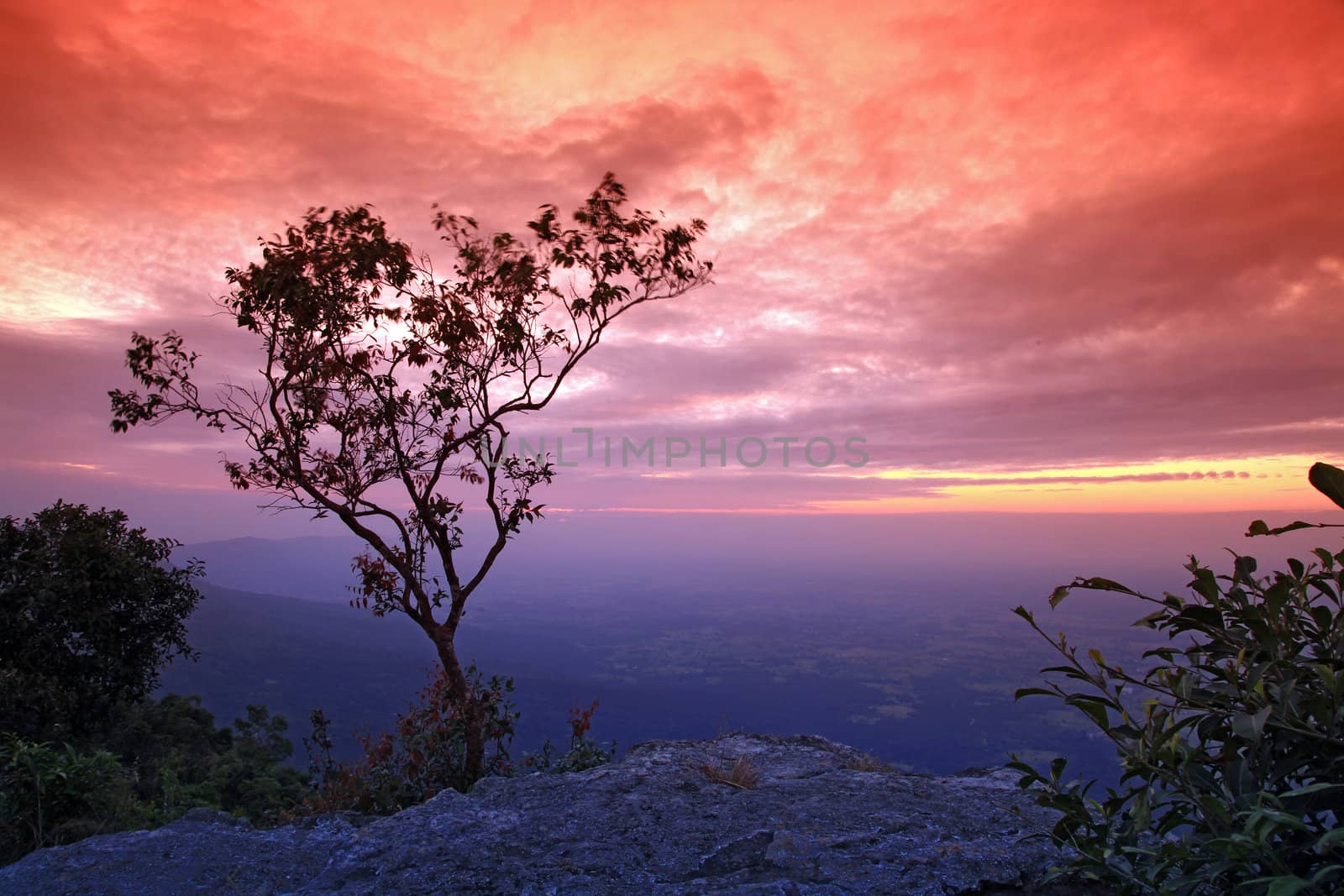 silhouette of tree with beautiful sunset on cliff