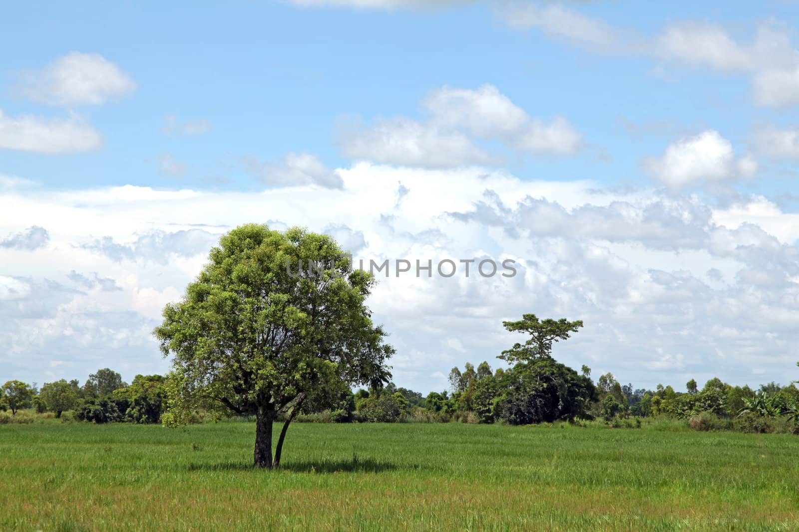 alone tree standing out on meadow field