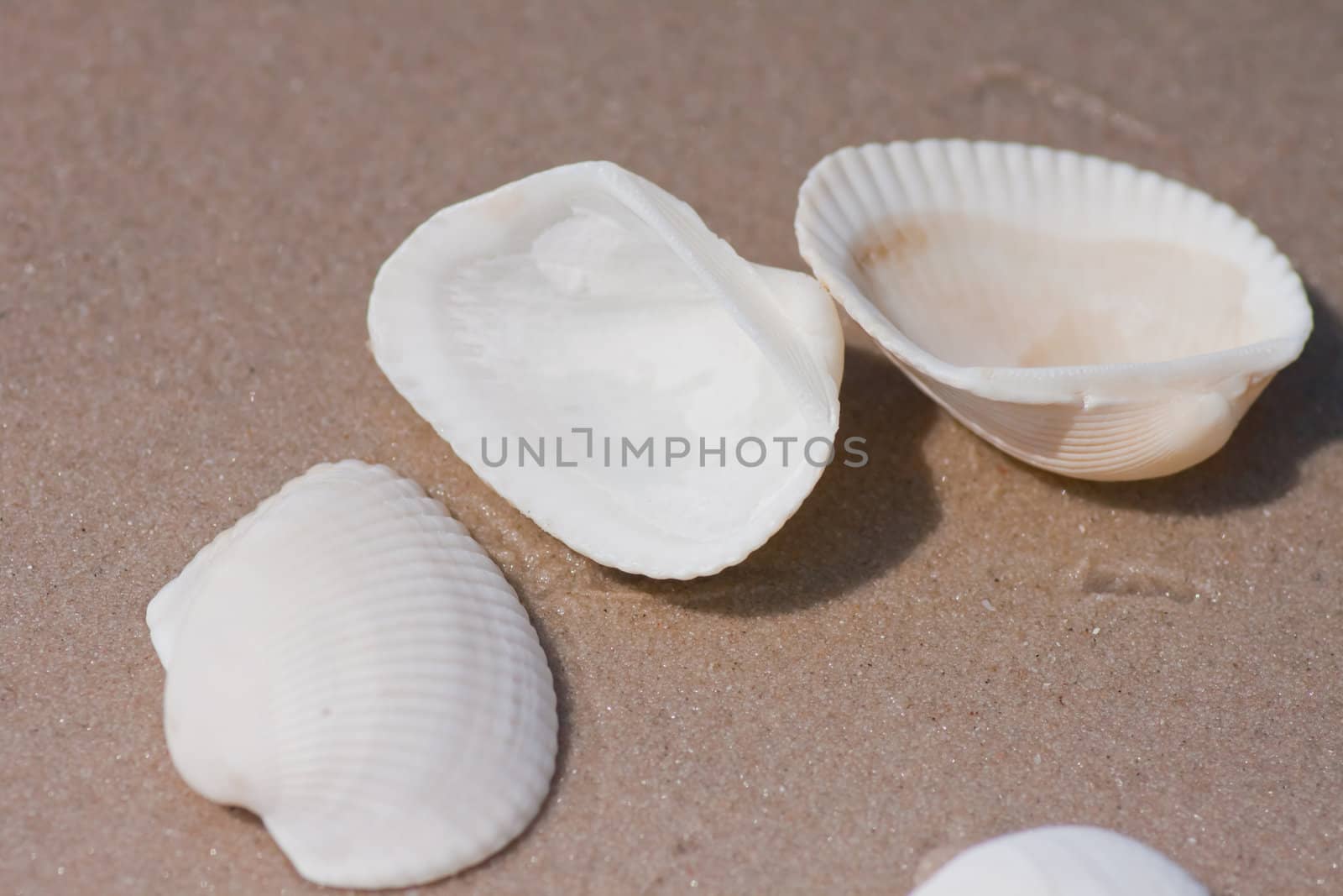 Seashells on the sand.