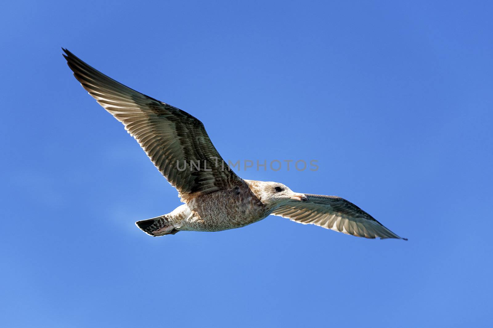 flying seagull in blue sky