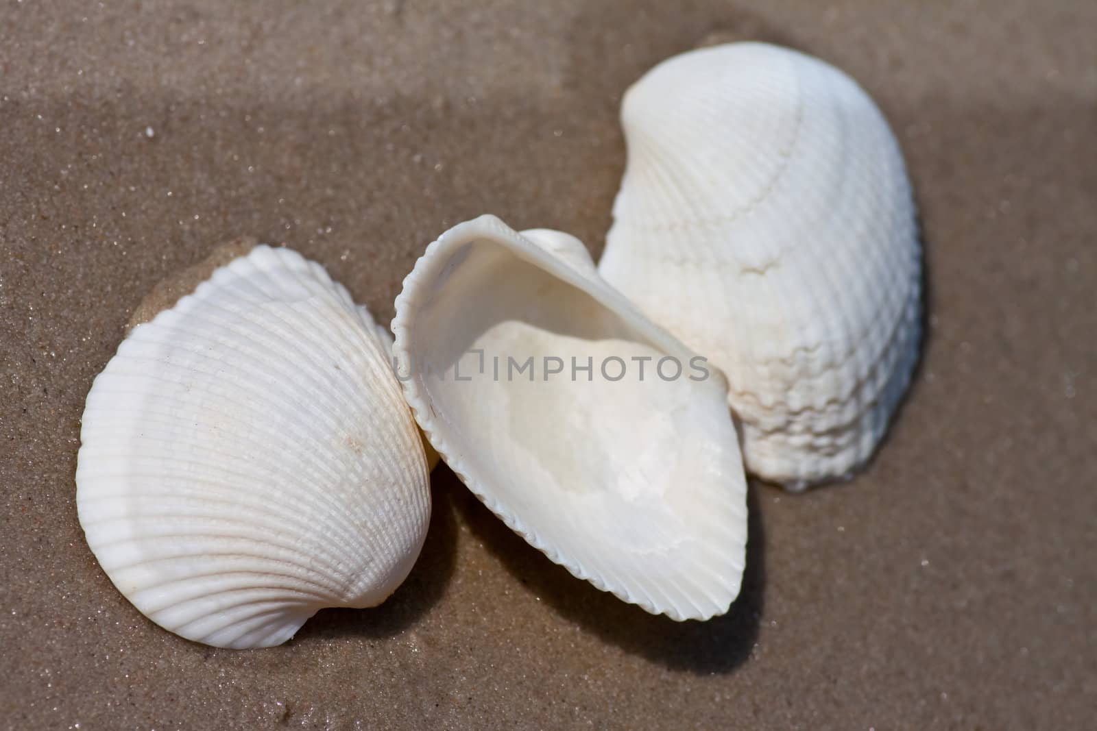 Seashells on the sand.