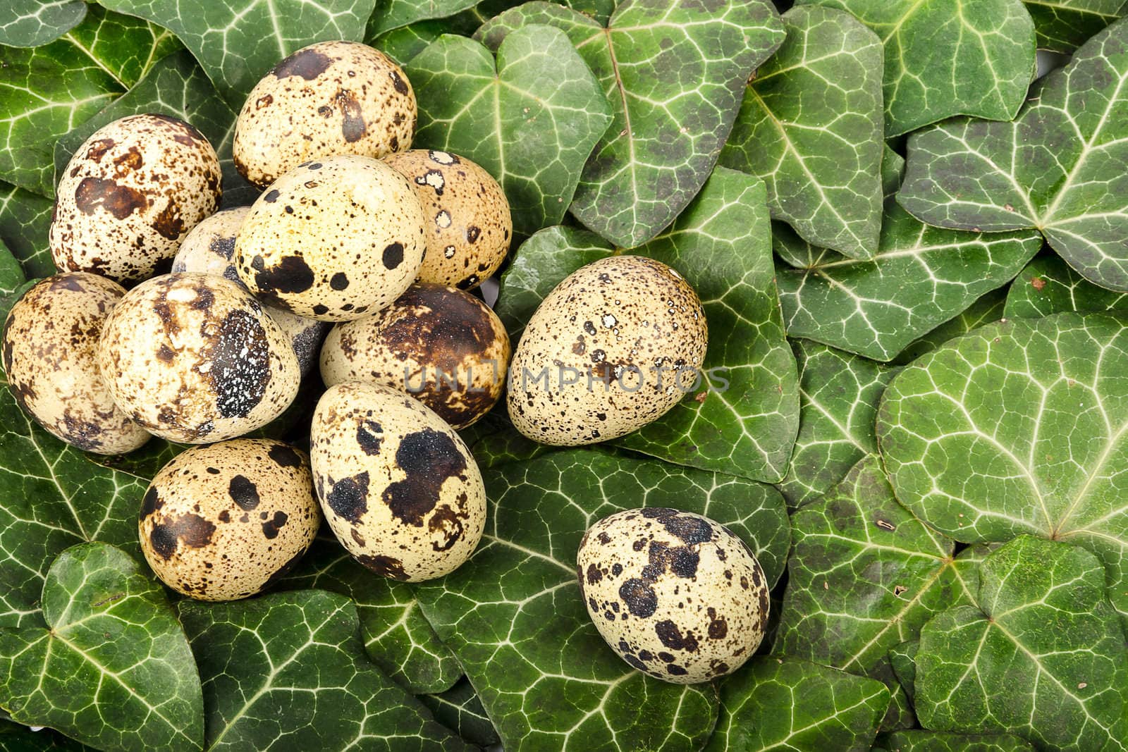 Nest of quail eggs among green leaves by velislava