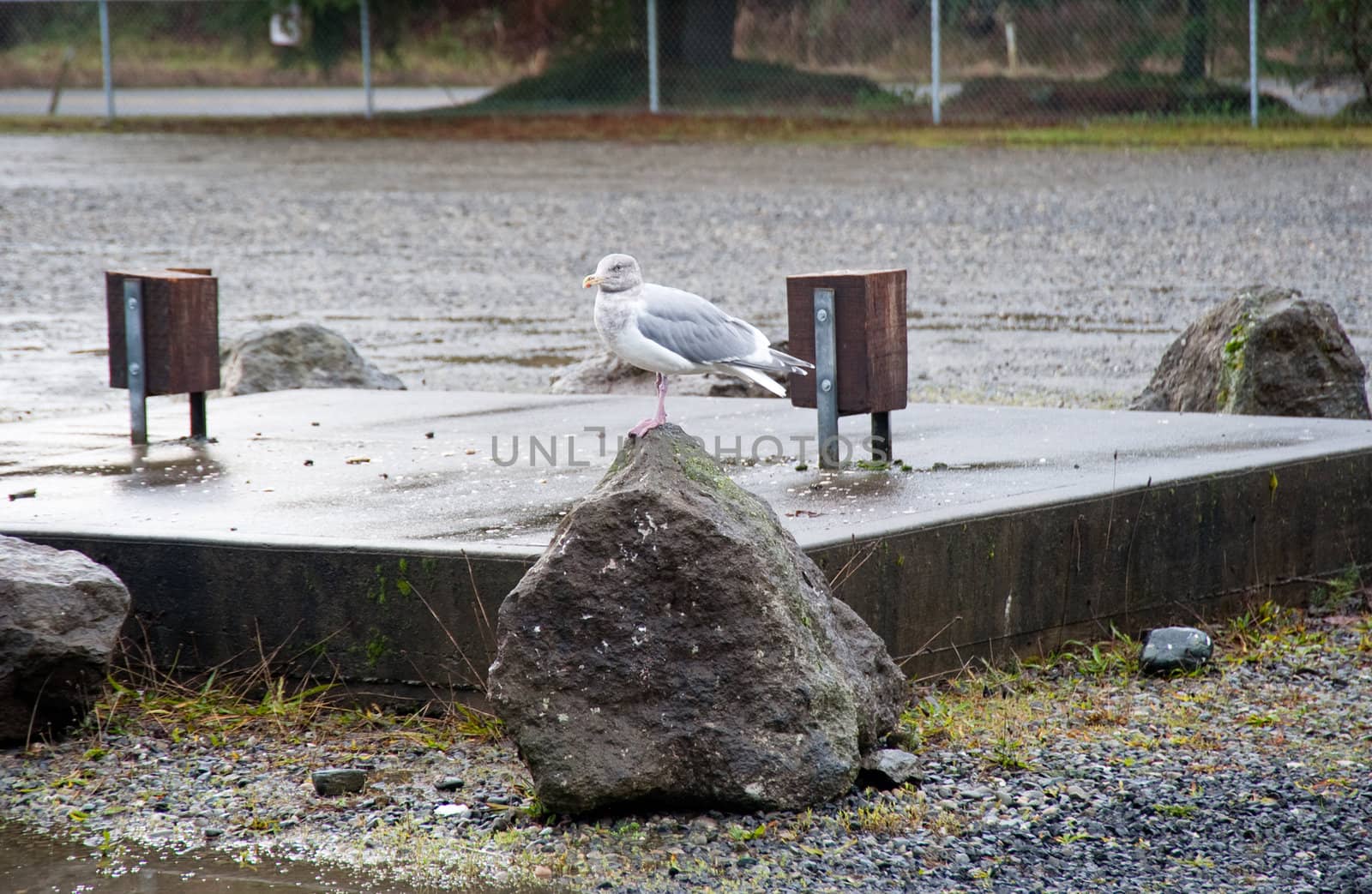 Seagull in park near Hood Canal