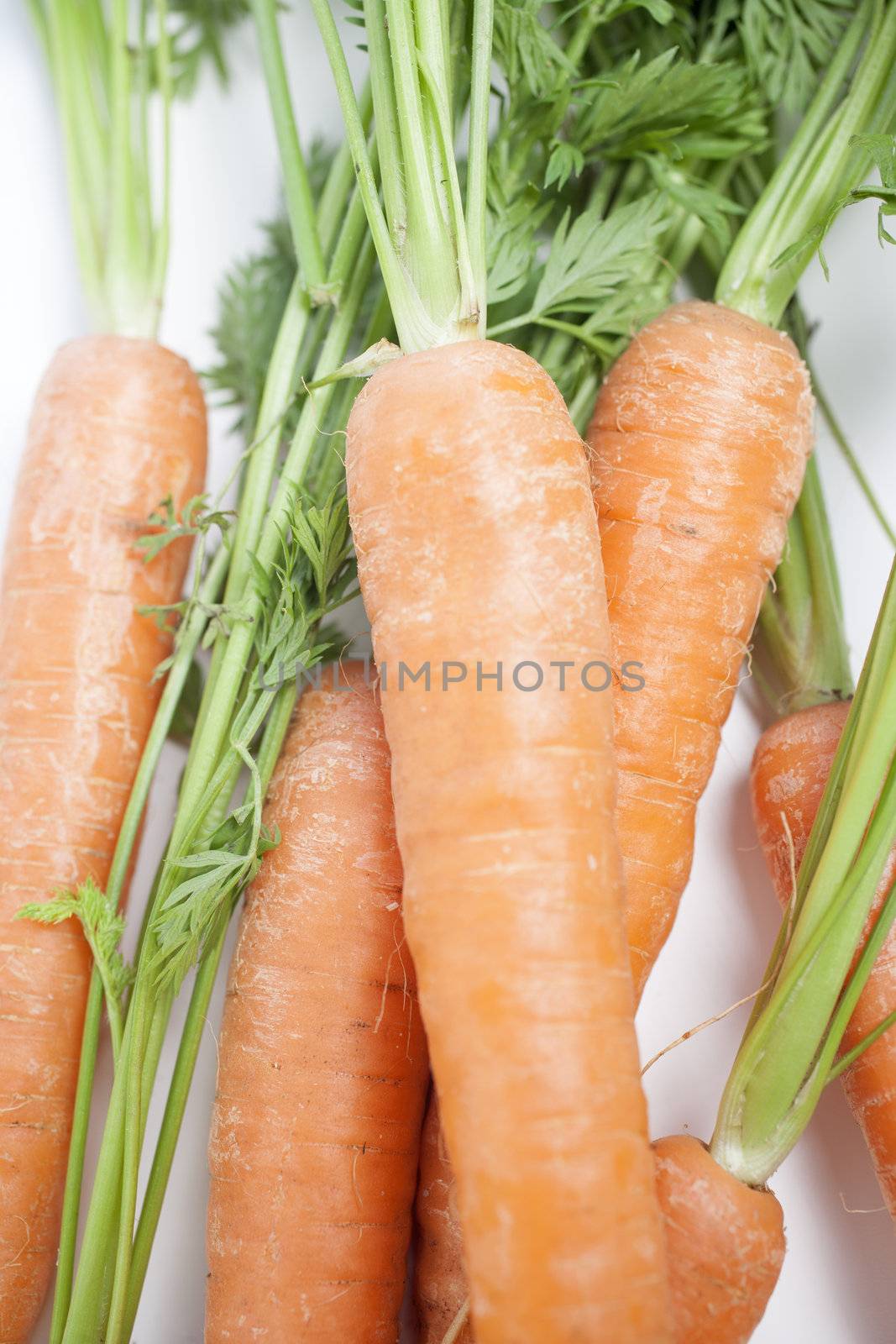 Group of freshly picked carrots with stems