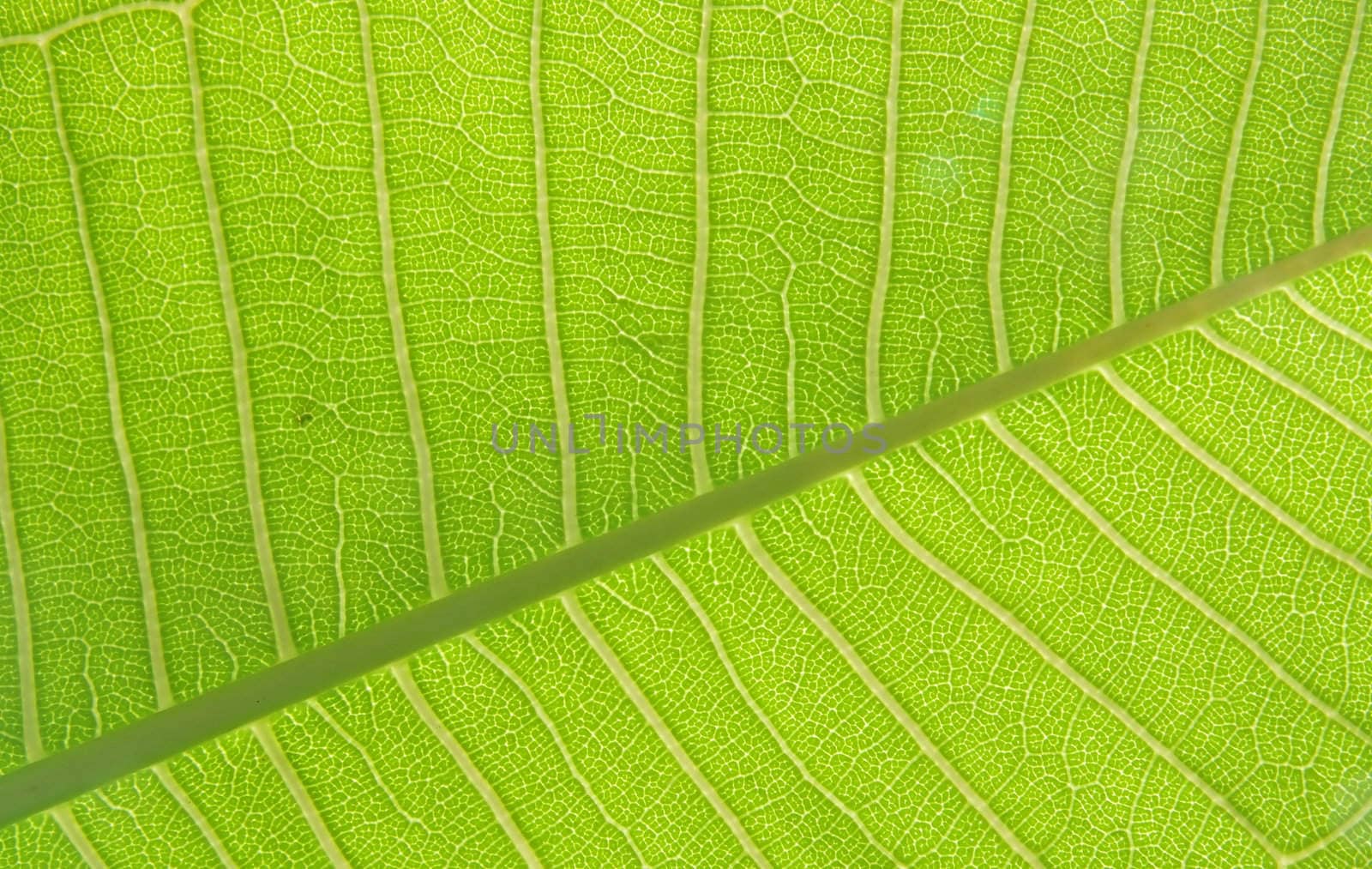 green leaf texture