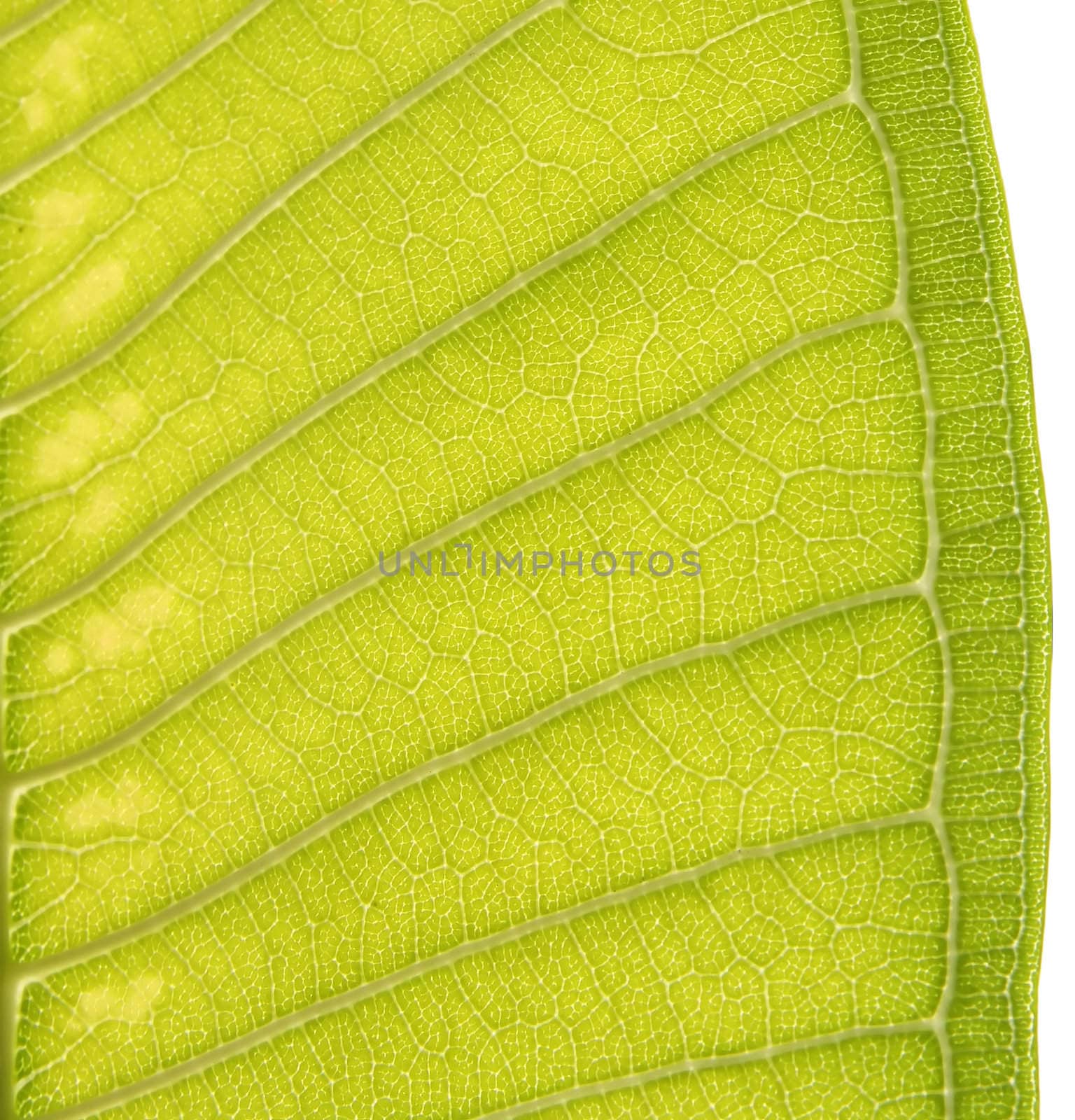 Plumeria Leaf, Closeup Leaf Texture
