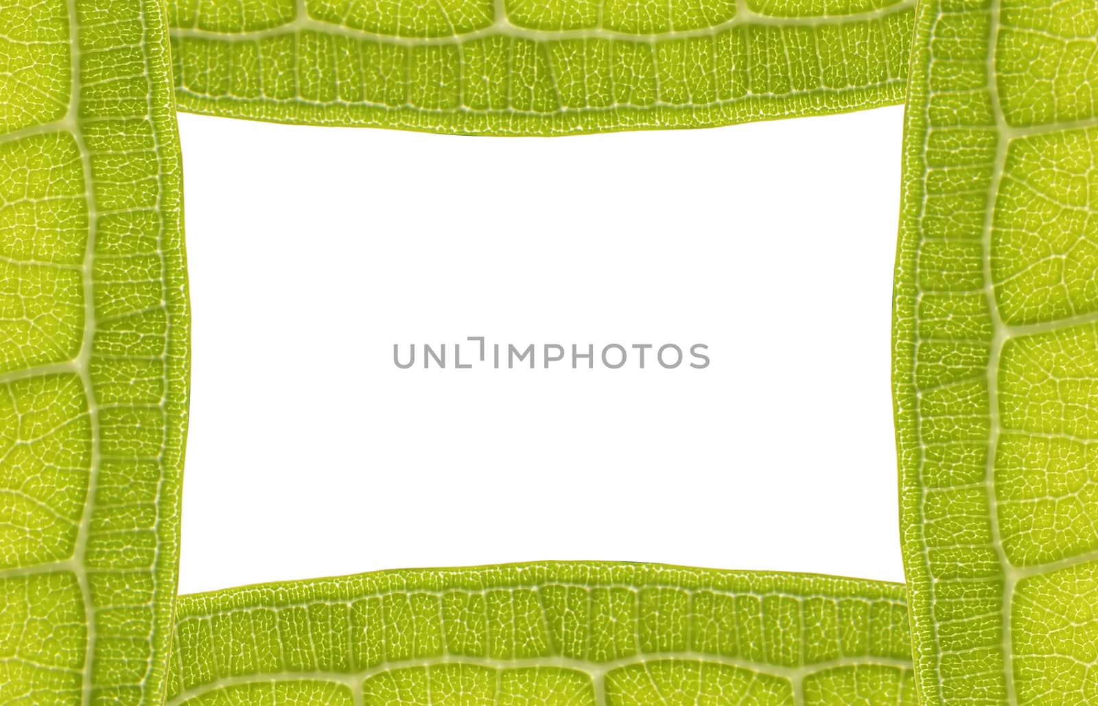 Leaf Frame