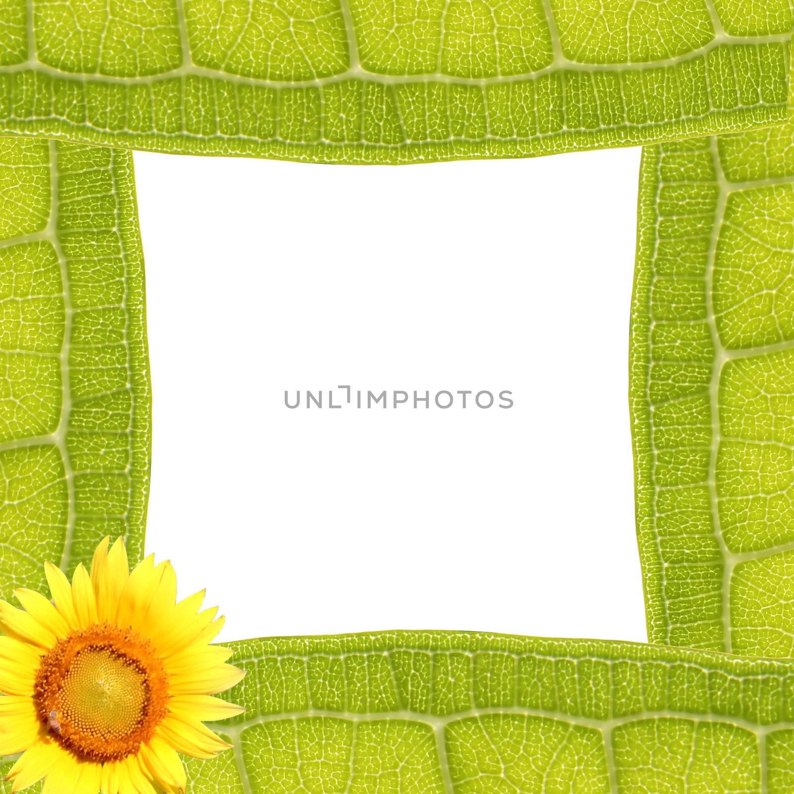 Leaf Frame With Sunflower