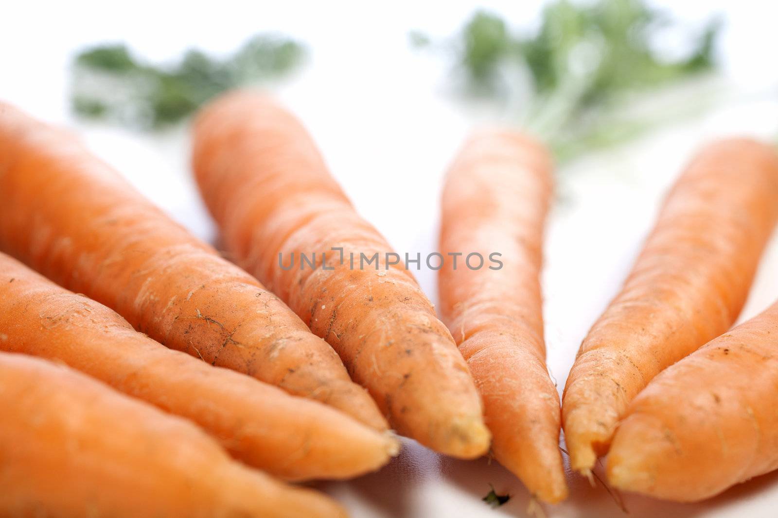 Group of freshly picked carrots with stems