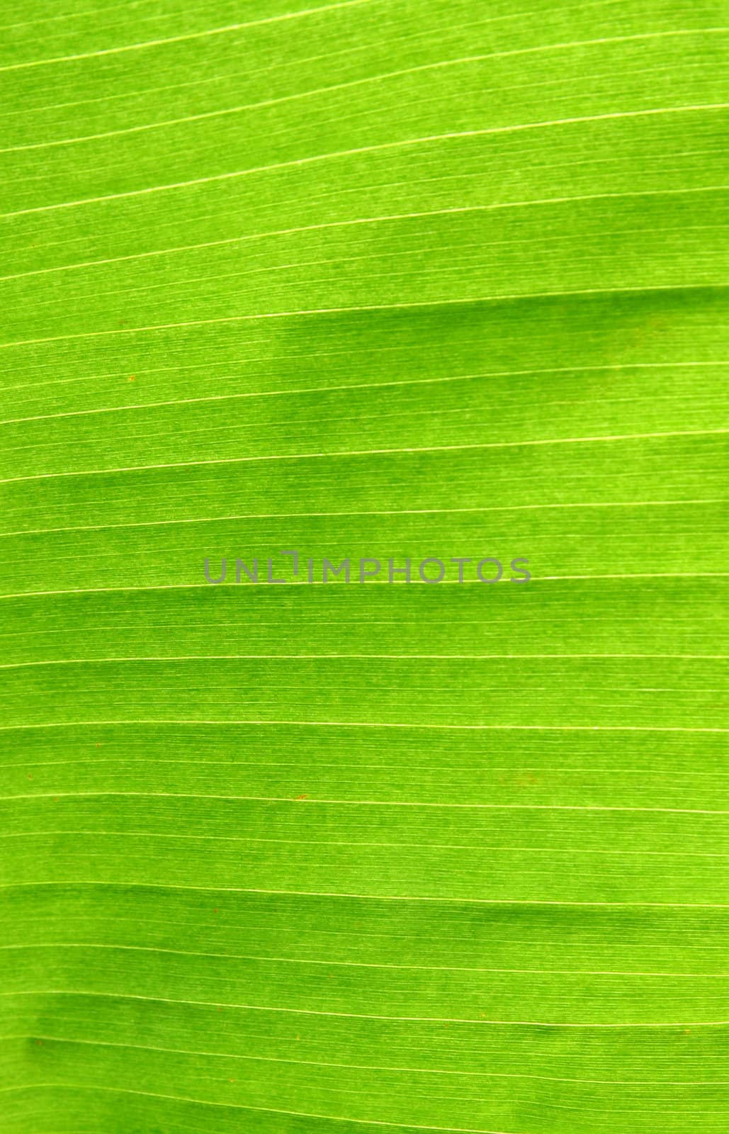 Banana Leaf Texture