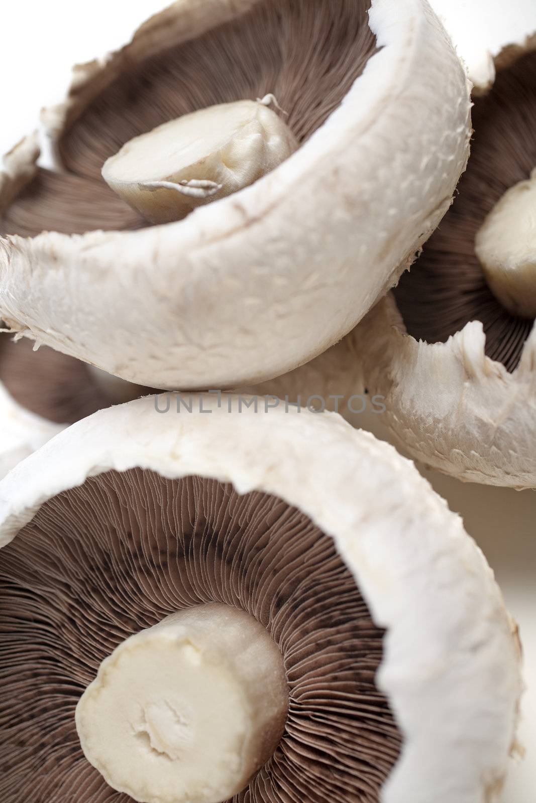 Fresh mushrooms by studiofi