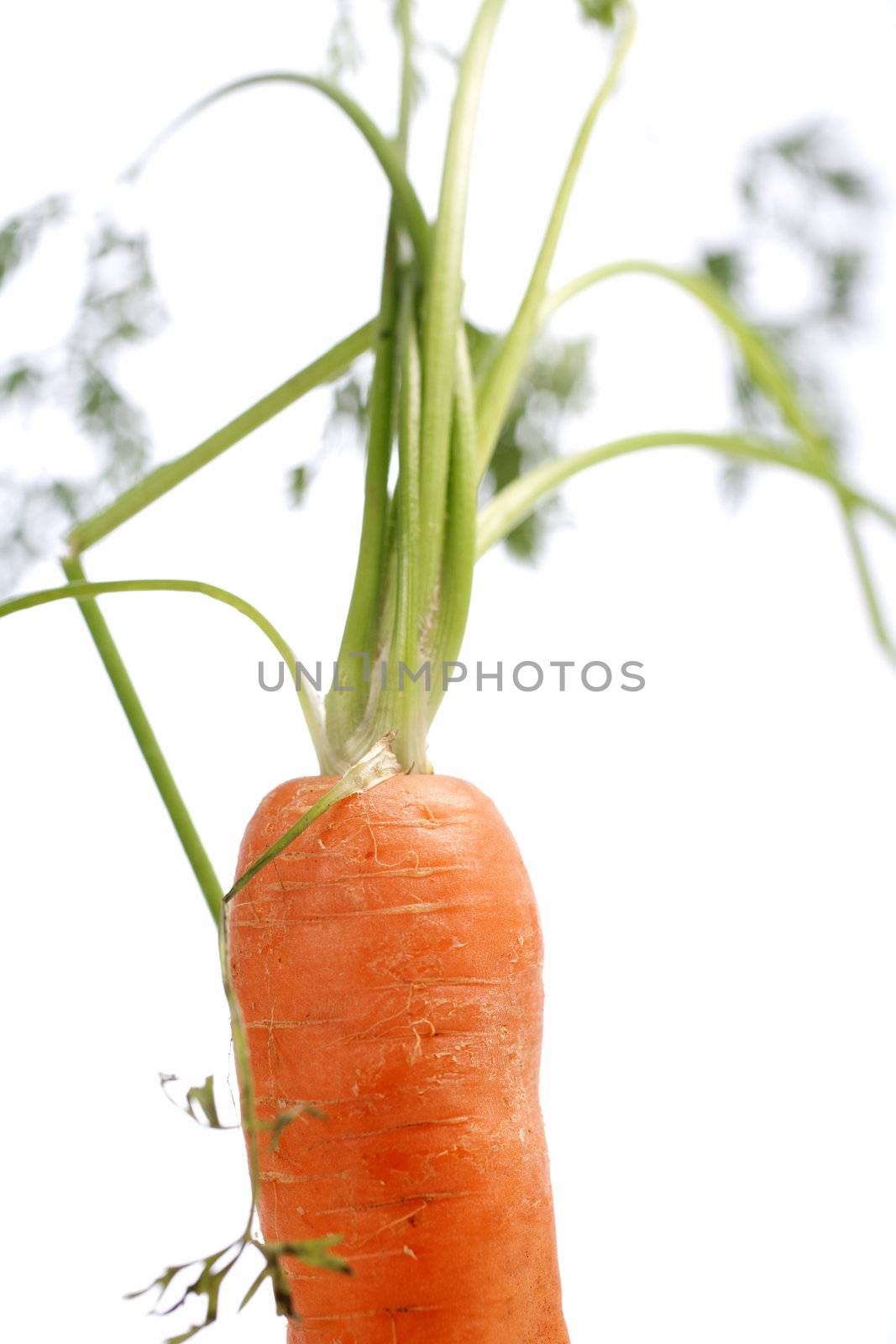 Fresh carrot on an isolated background