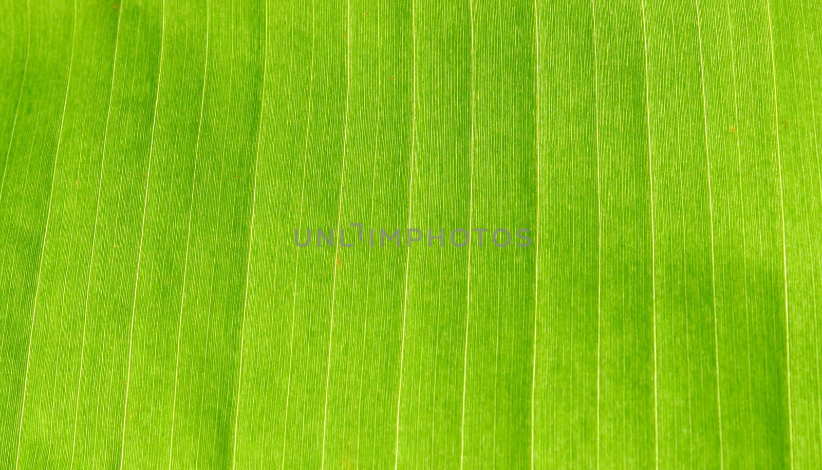 Banana Leaf Texture
