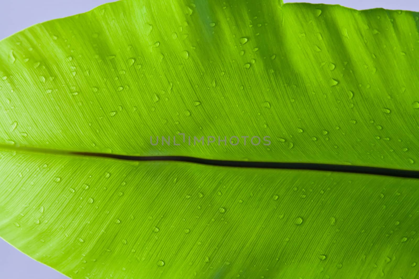 Detail of Water Drops on Leaf