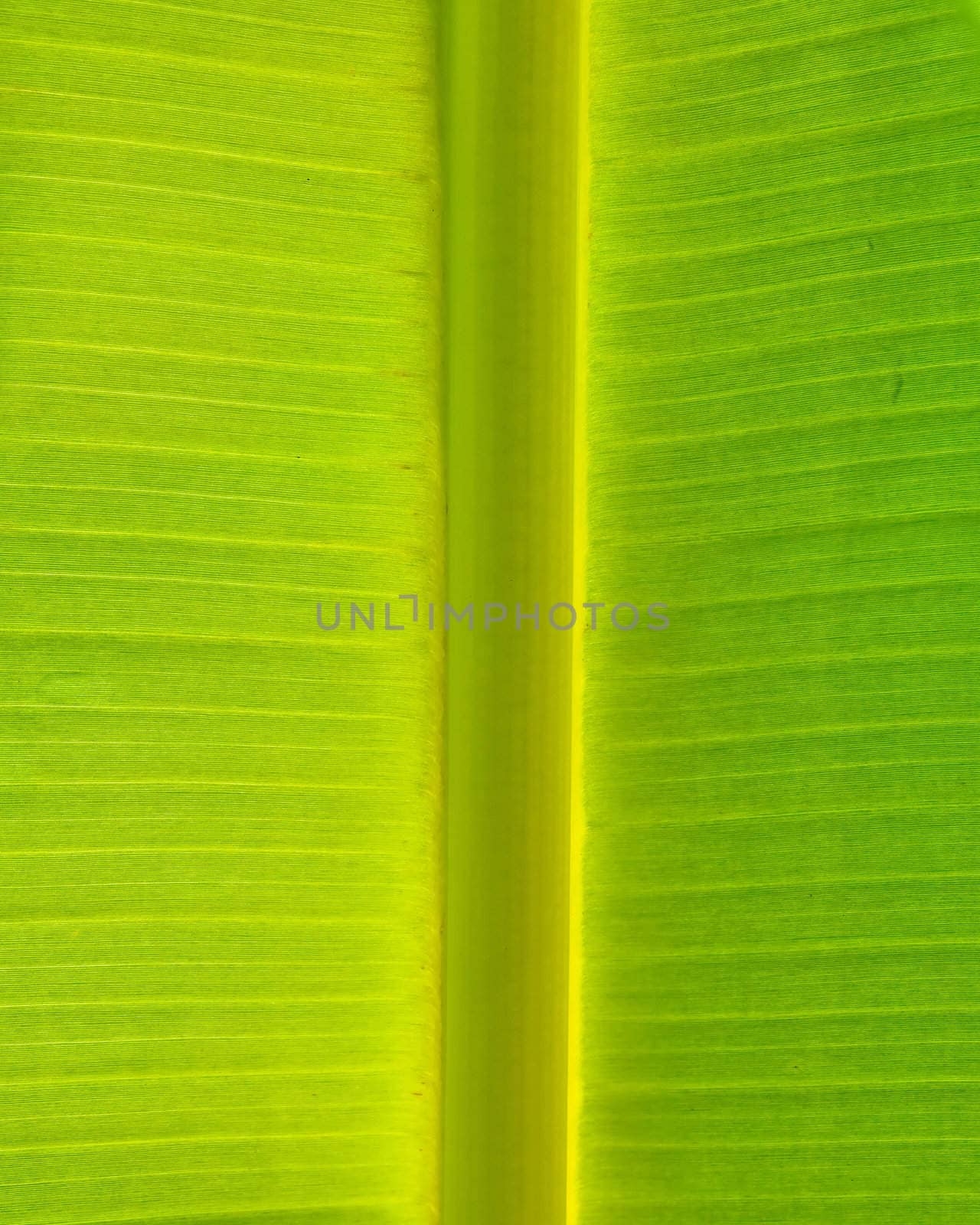 Symmetric of Banana Leaf Texture