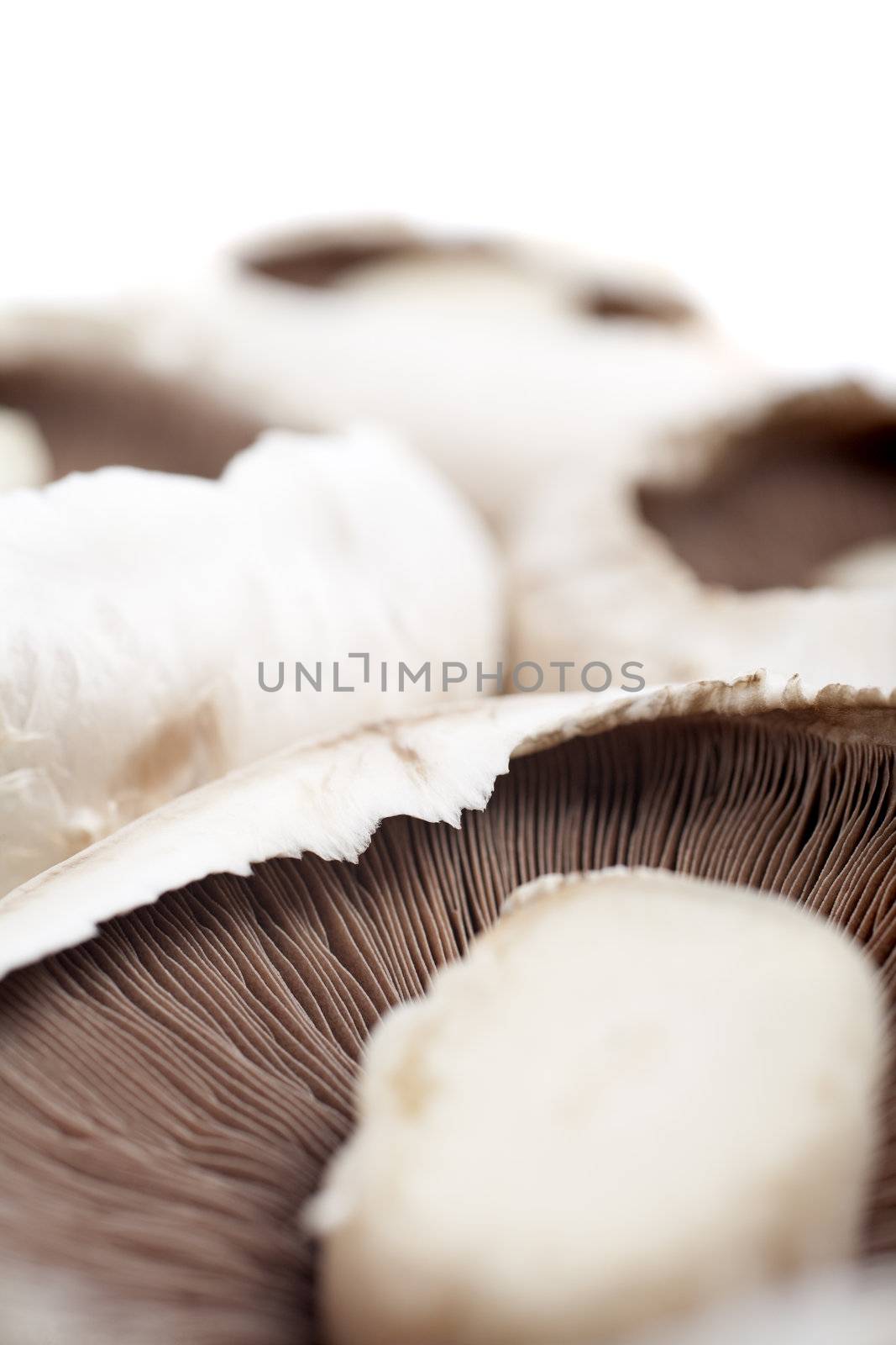 Fresh mushrooms by studiofi