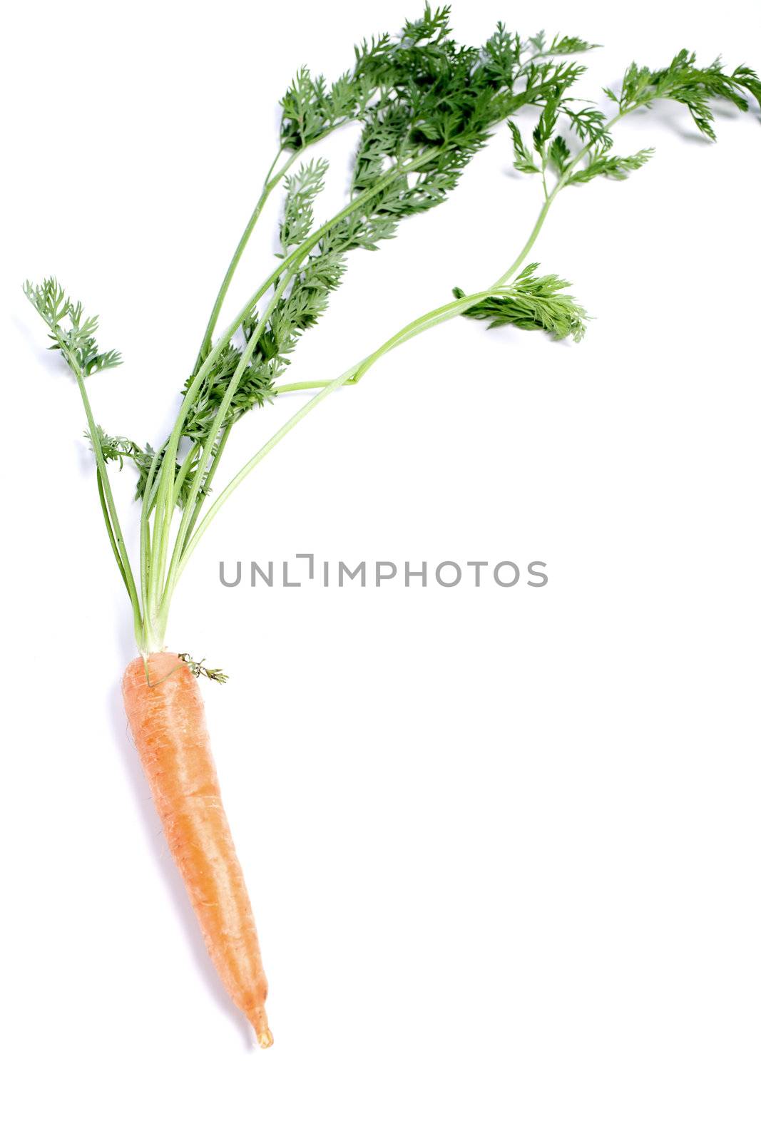 Fresh carrot on an isolated background