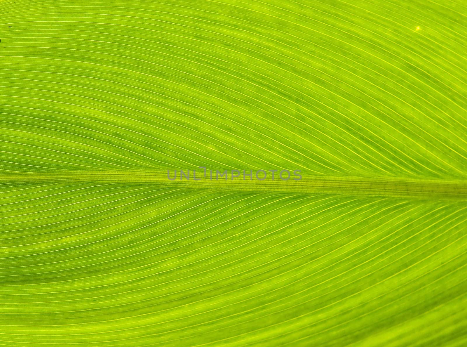 Leaf Texture