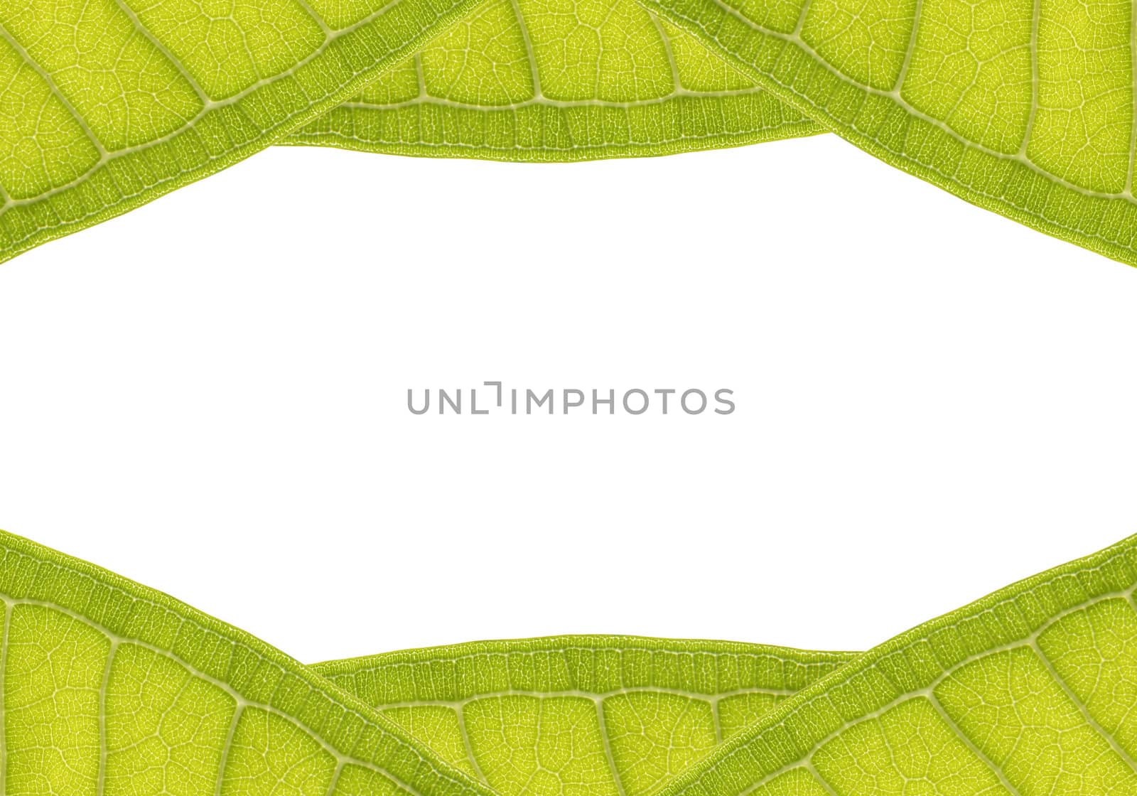 natural frame from leaf with space for text on white
