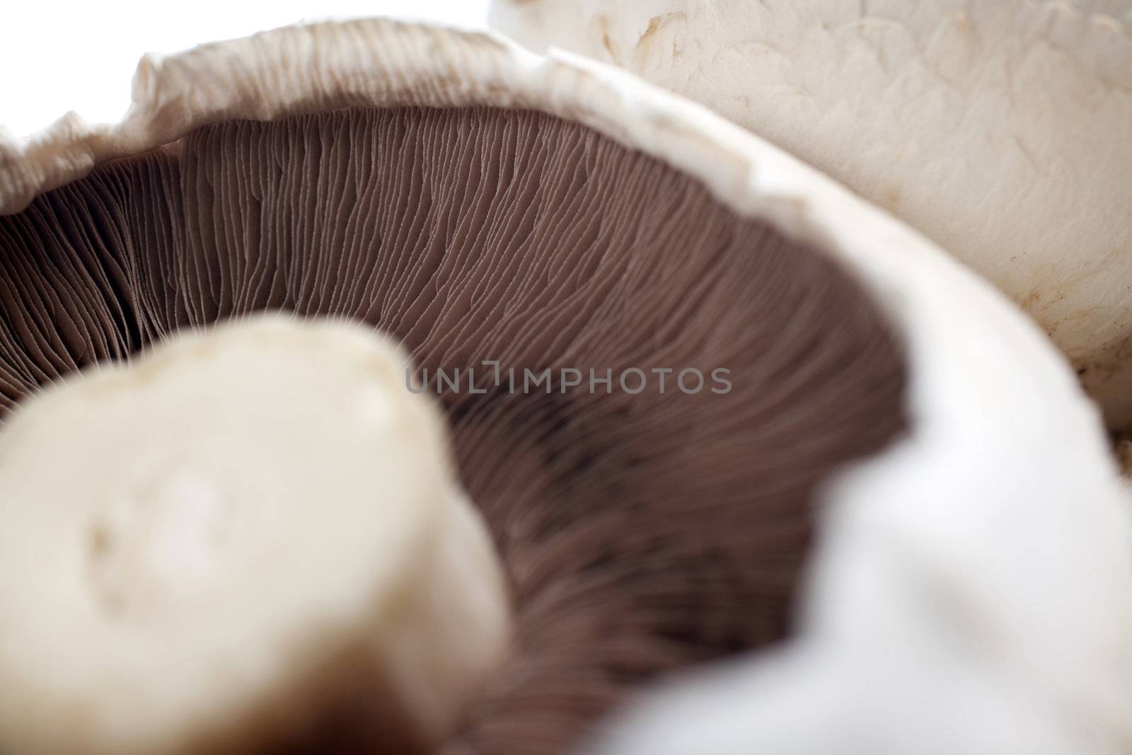 Freshly picked mushrooms