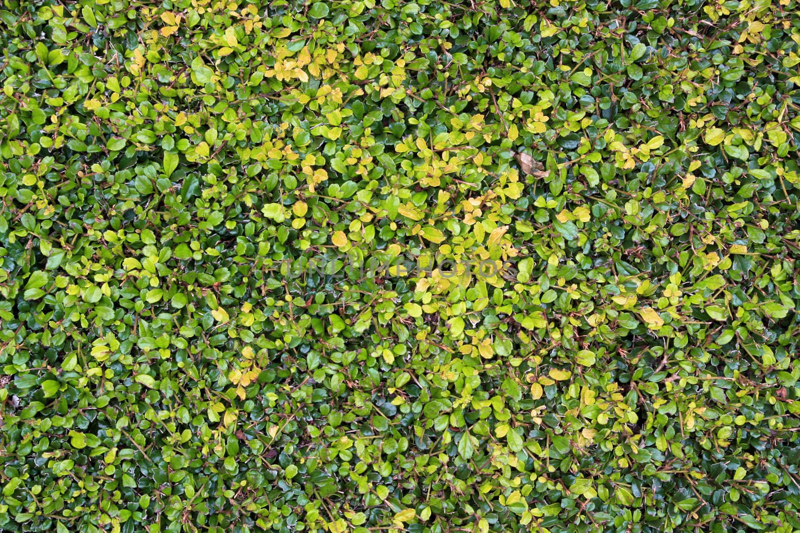 natural green leaf seamless bush wall using as background