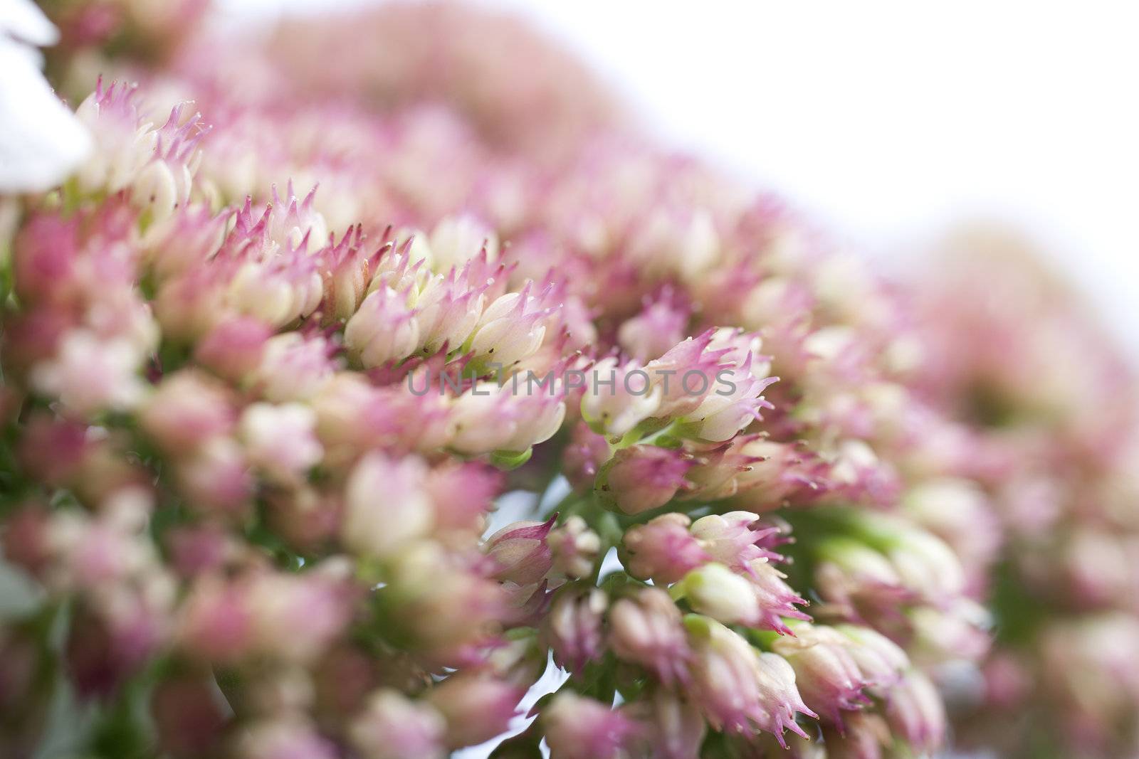 Small pink buds about to open