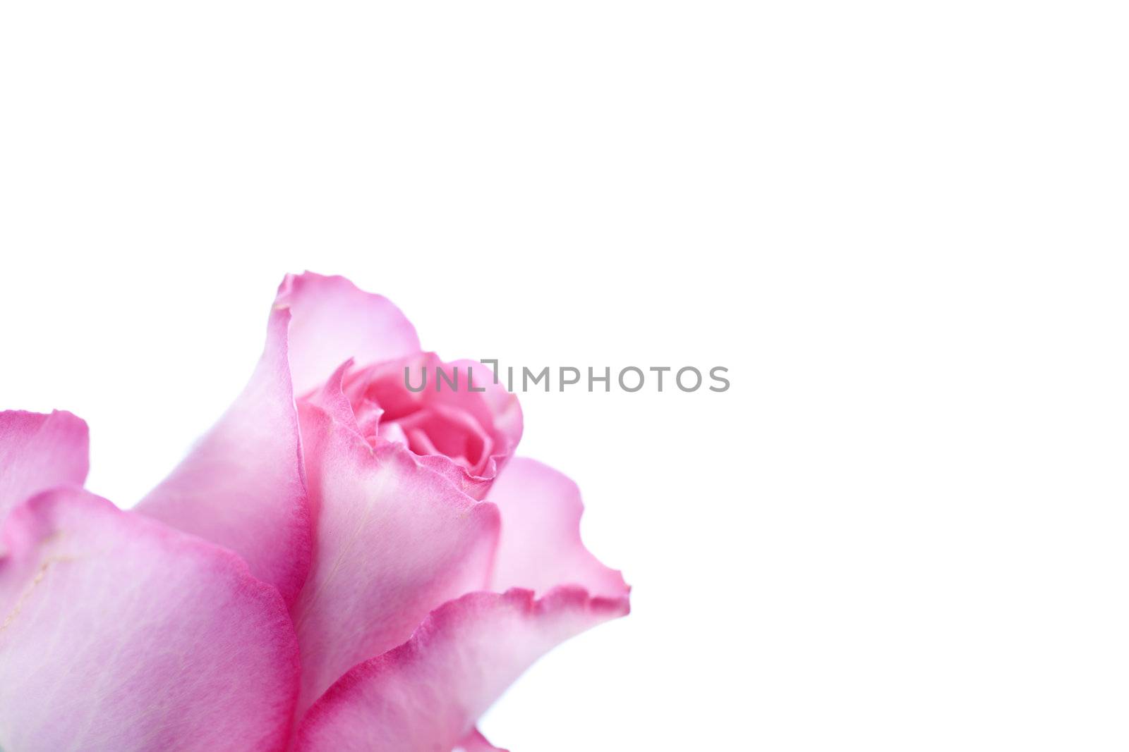 Rose on white background by studiofi