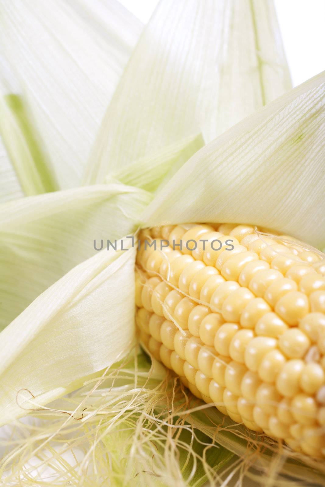 Fresh ripe corn on the cob