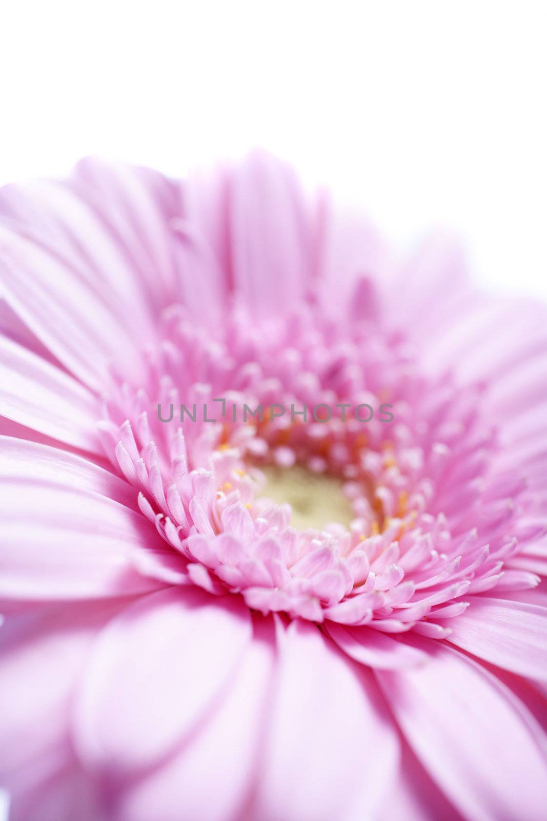 beautiful open purple flower showing the petal detail on an isolated background