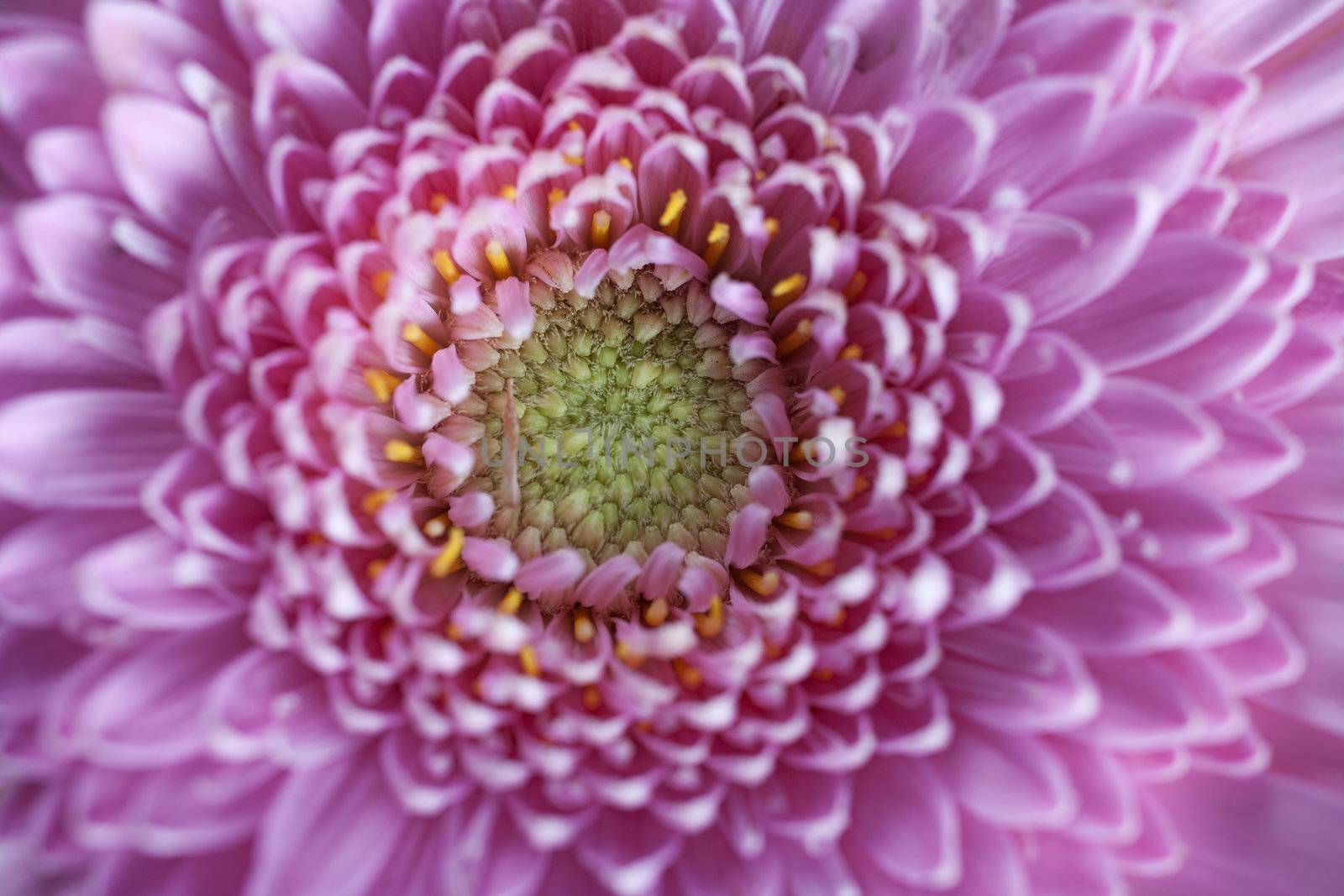 Purple flower head with petal detail