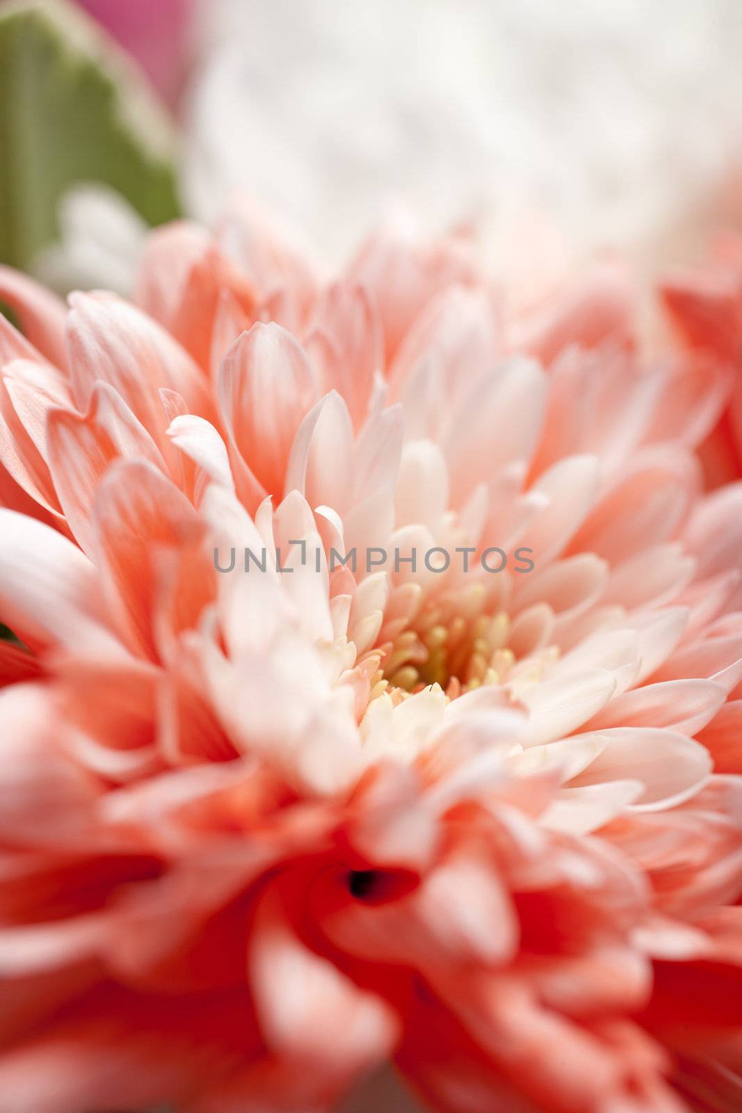 Beautiful open pink flower detail