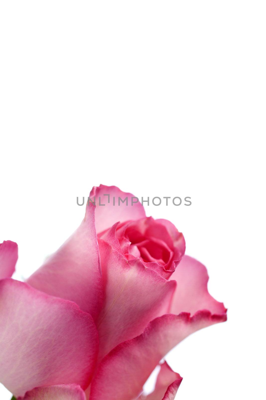 Rose on white background by studiofi
