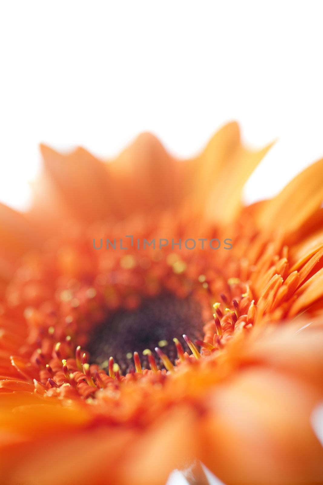 Orange open flower on an isolated white background