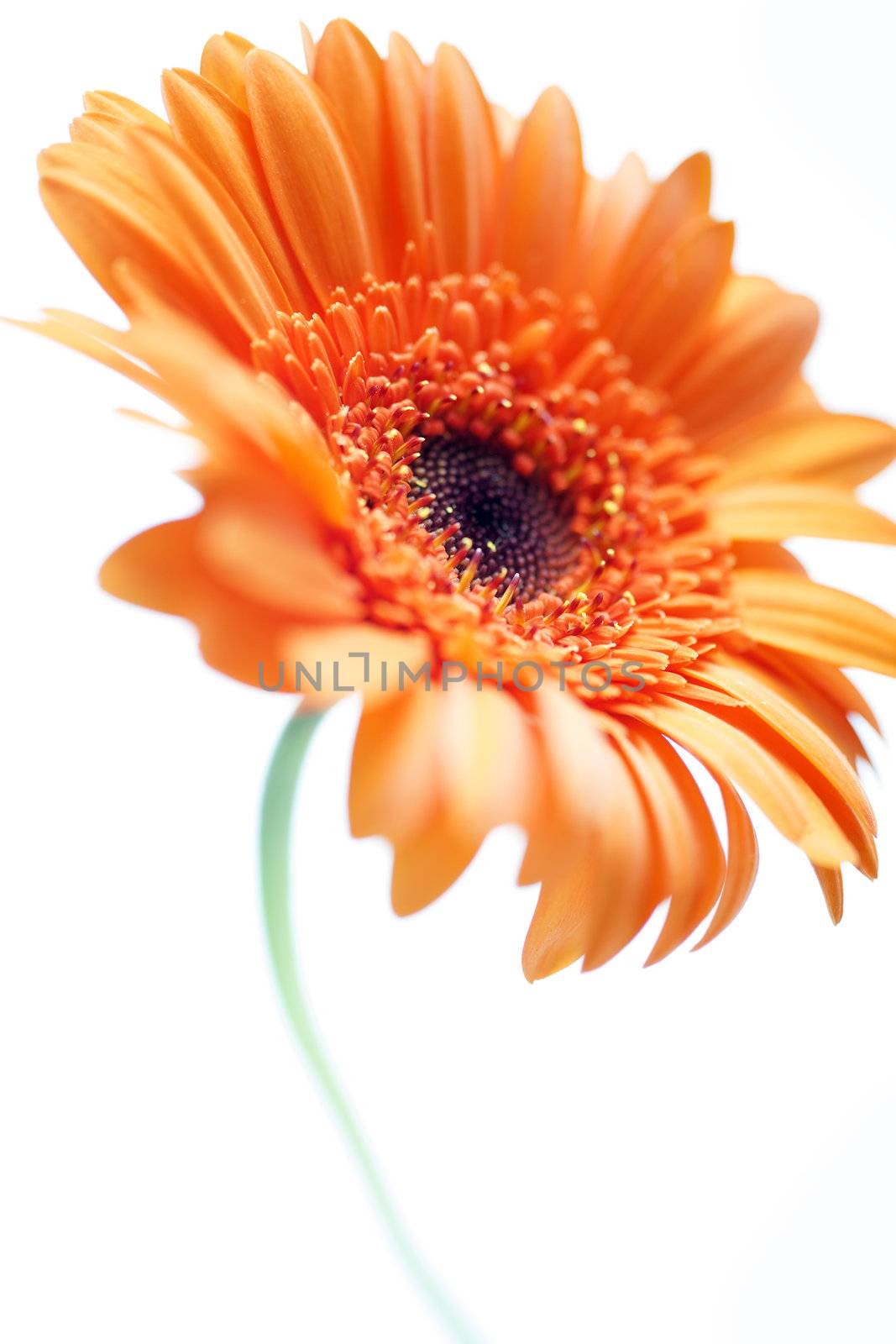 Orange open flower on an isolated white background