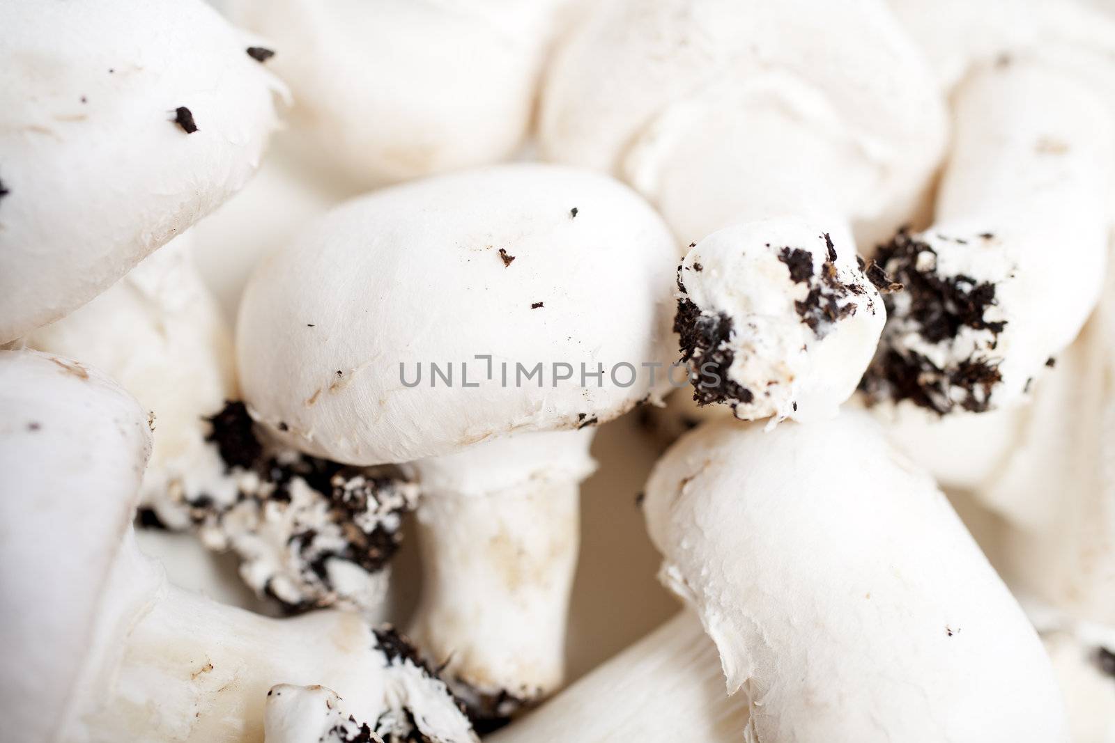 Fresh mushrooms by studiofi